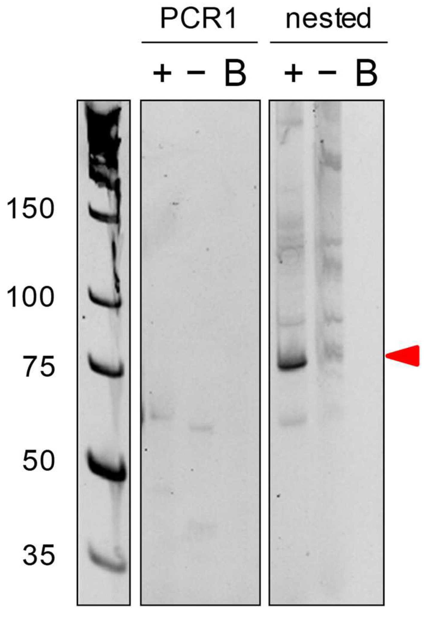 Ncrna 08 00063 g003 Ncrna 08 00063 g003