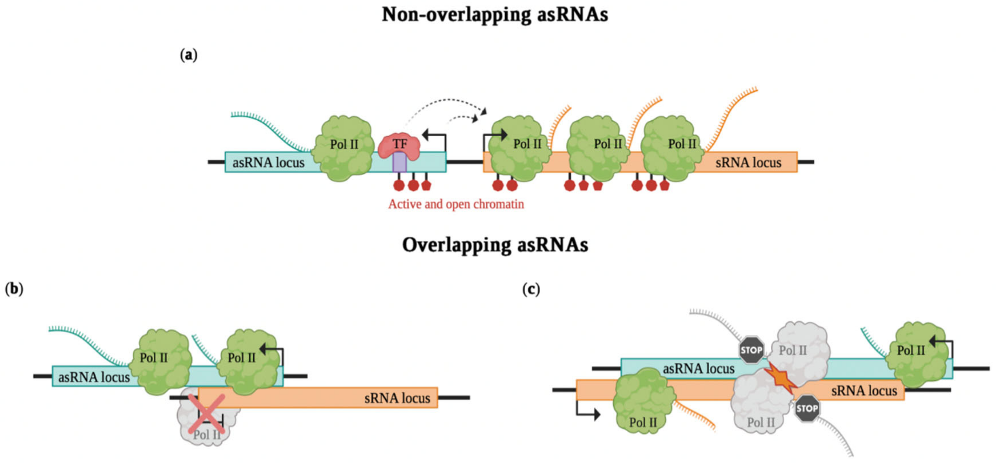 Ncrna 08 00074 g002 550