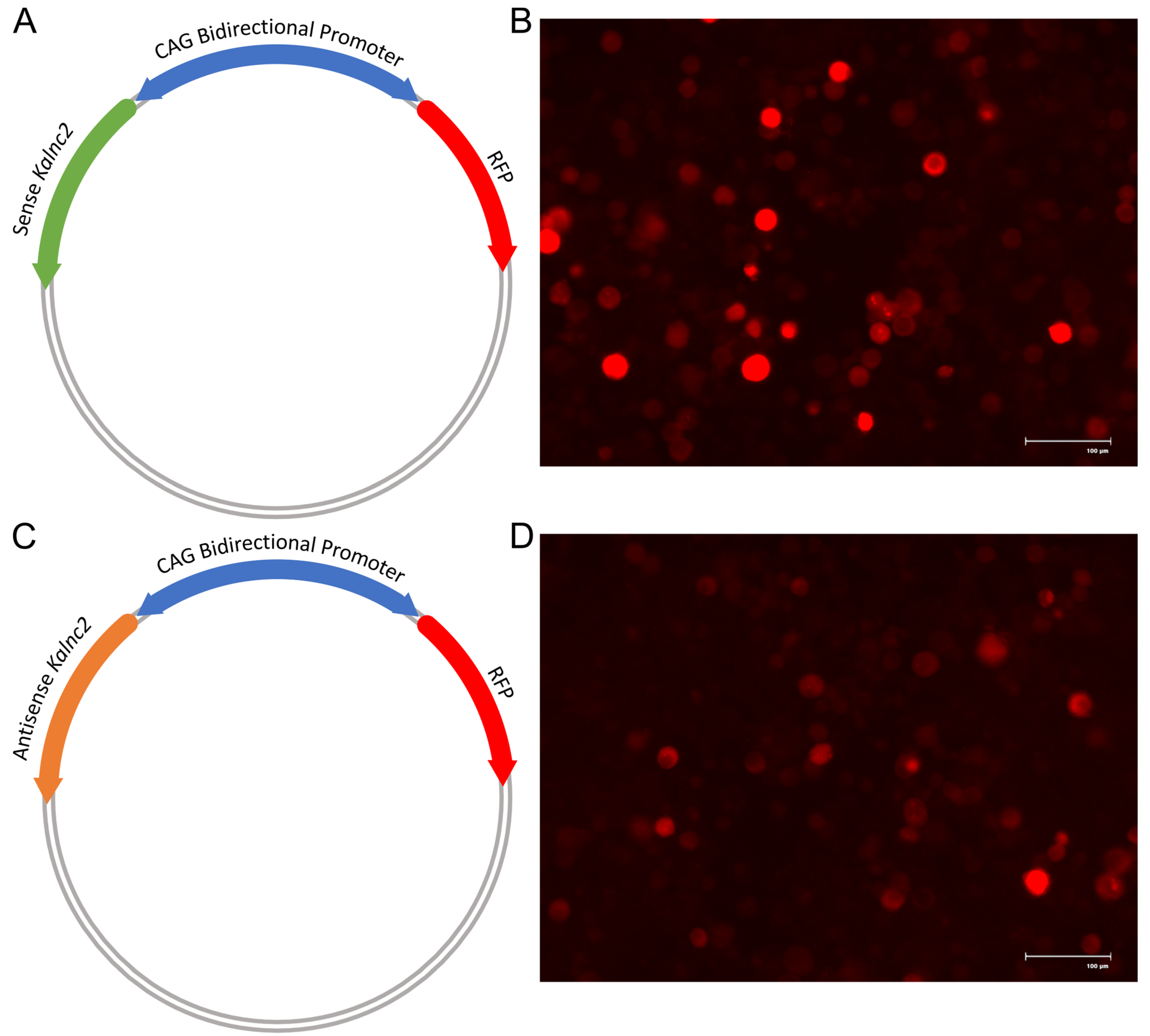 Ncrna 09 00007 g007a