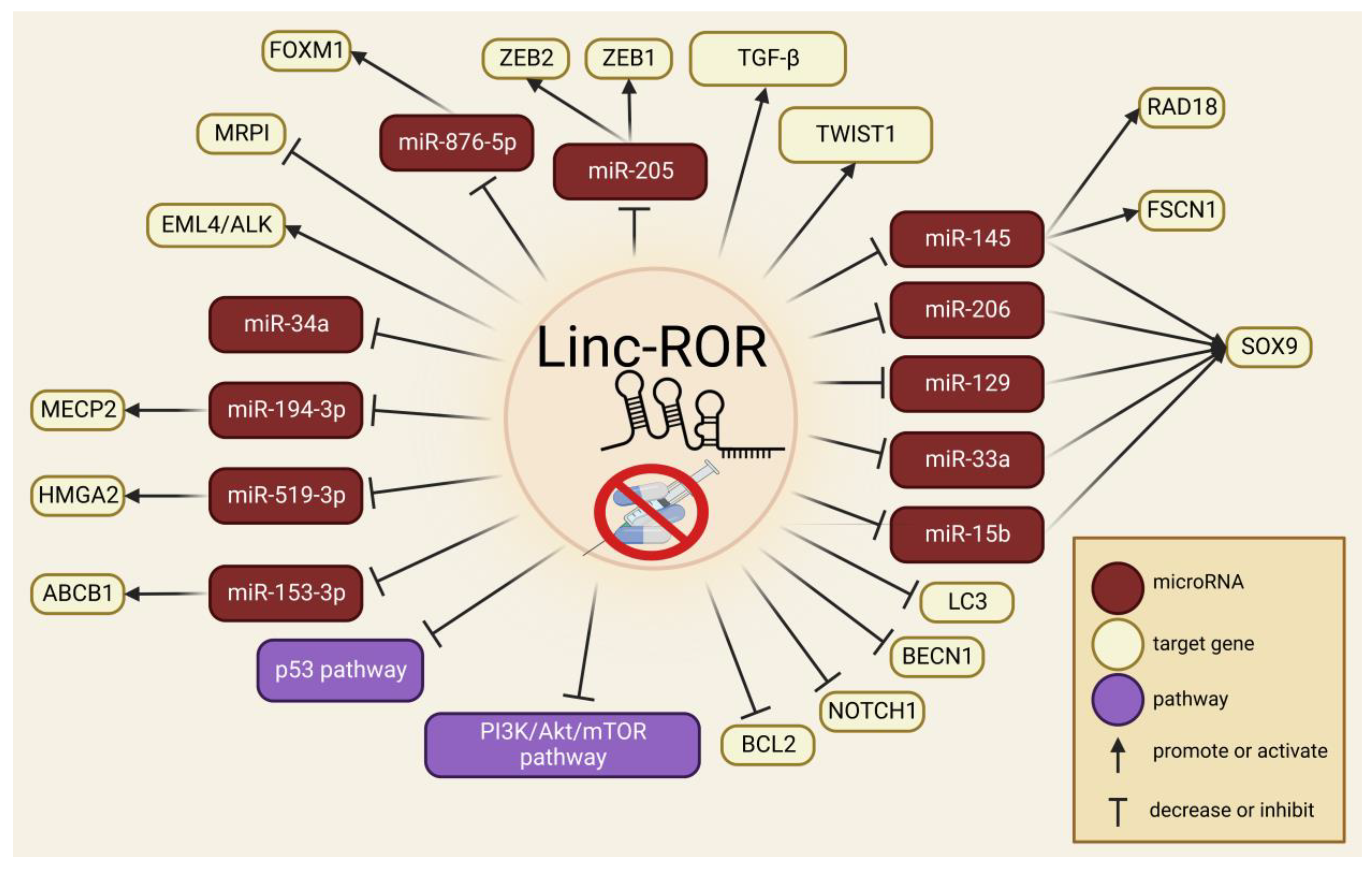 Ncrna 09 00012 g003 Ncrna 09 00012 g003