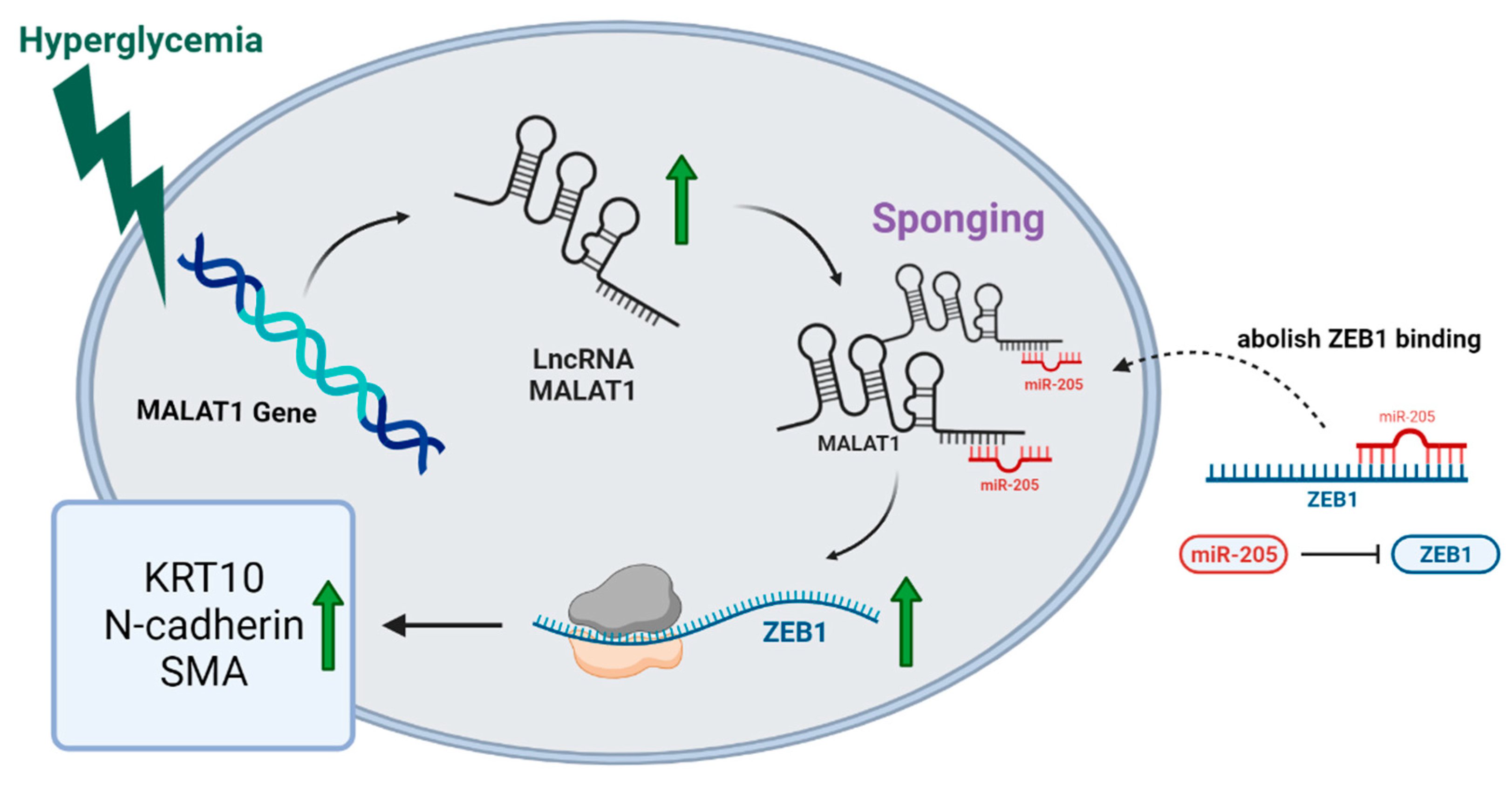 Ncrna 09 00014 g006 550