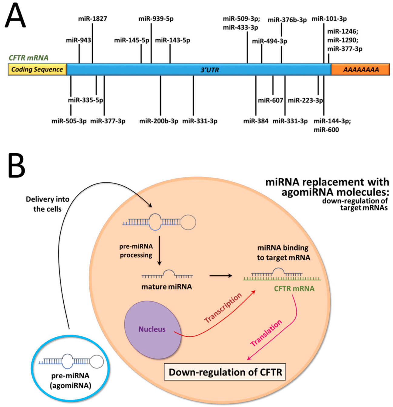 Ncrna 09 00029 g001 Ncrna 09 00029 g001