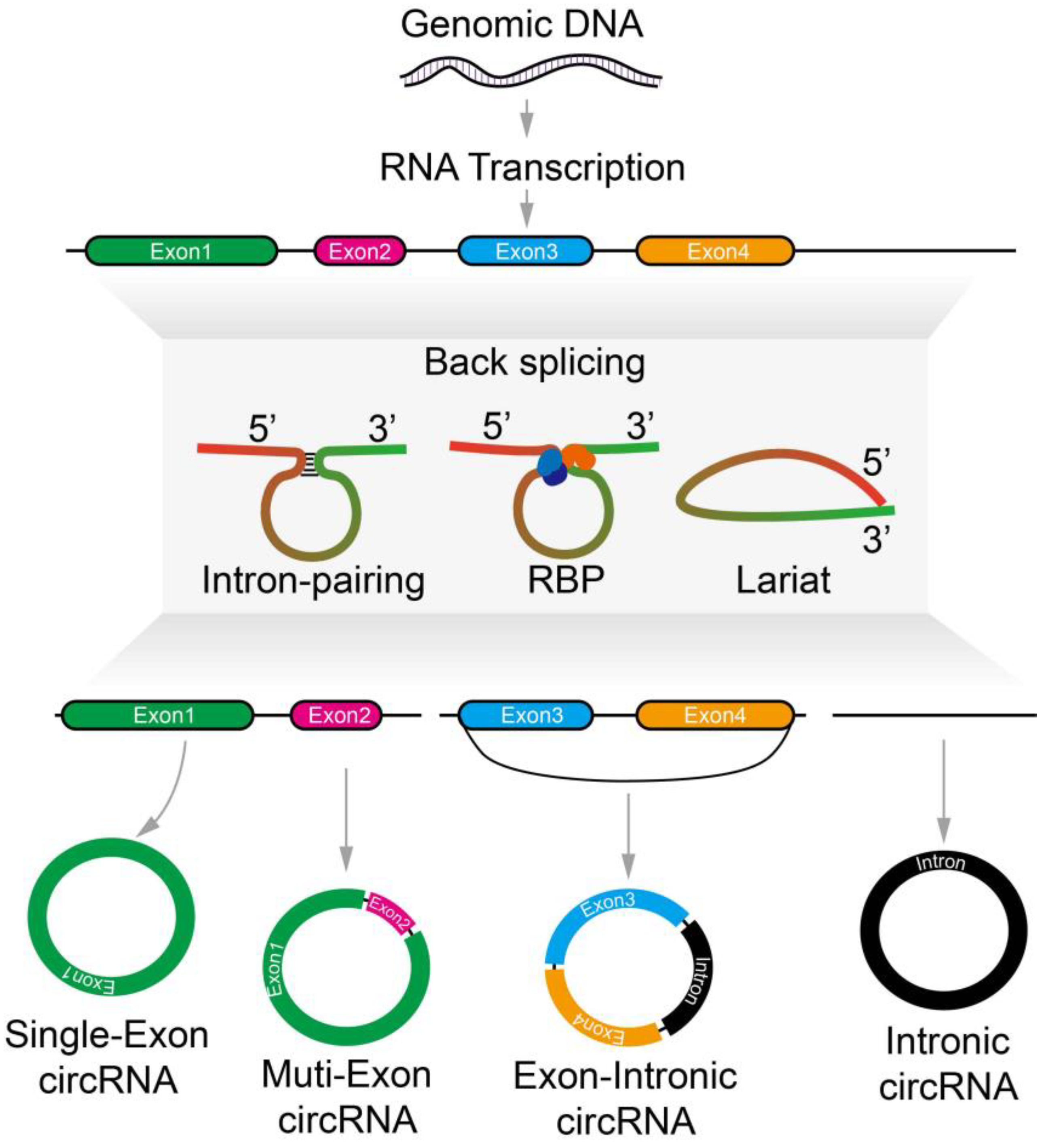 ncRNA | Free Full-Text | Functions of Circular RNA in Human 