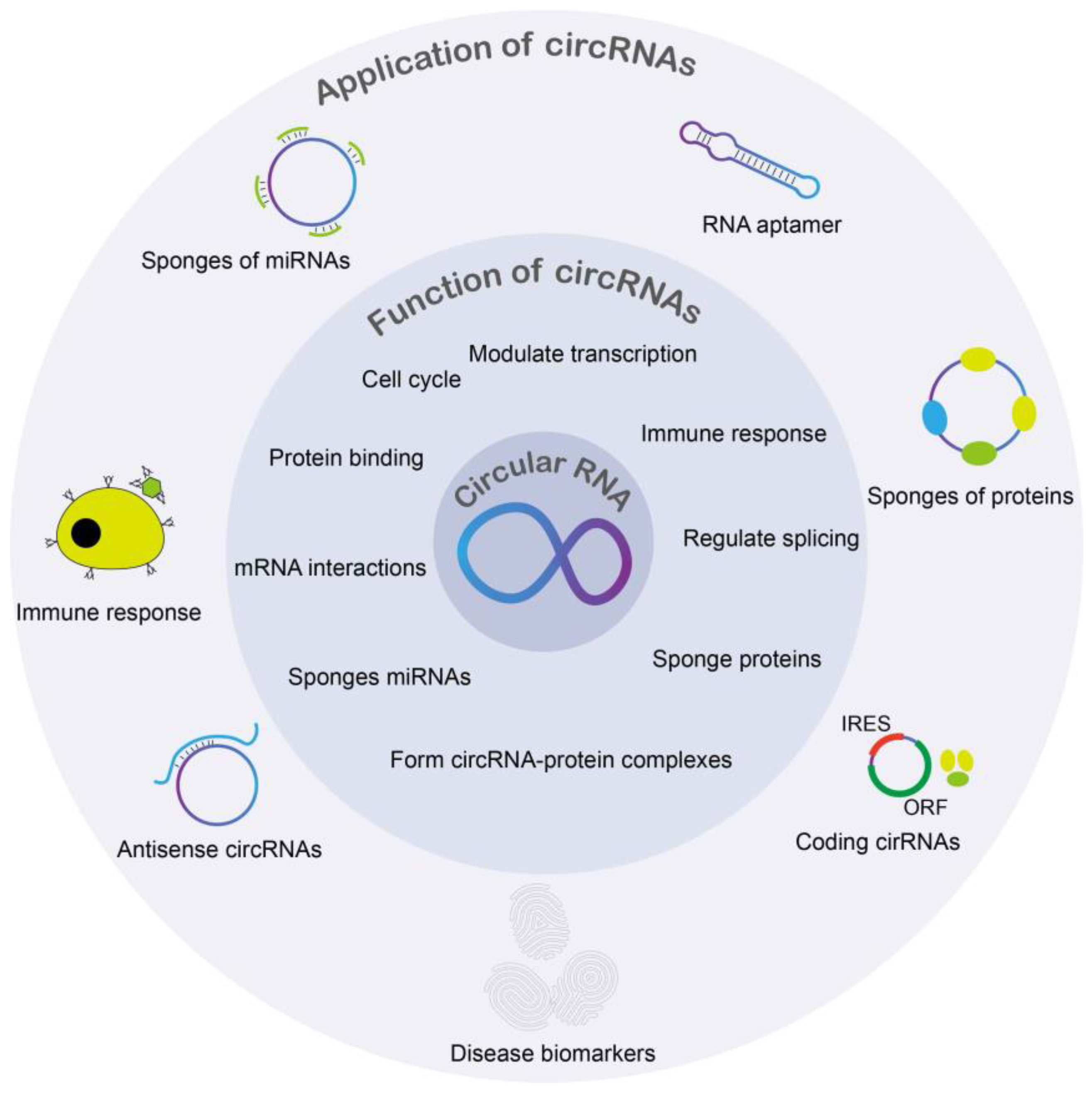 Functions of Circular RNA in Human Diseases and Illnesses Functions of Circular RNA in Human Diseases and Illnesses