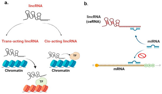 ncRNA | Free Full-Text | The Intergenic Type LncRNA (LINC RNA) Faces in ...