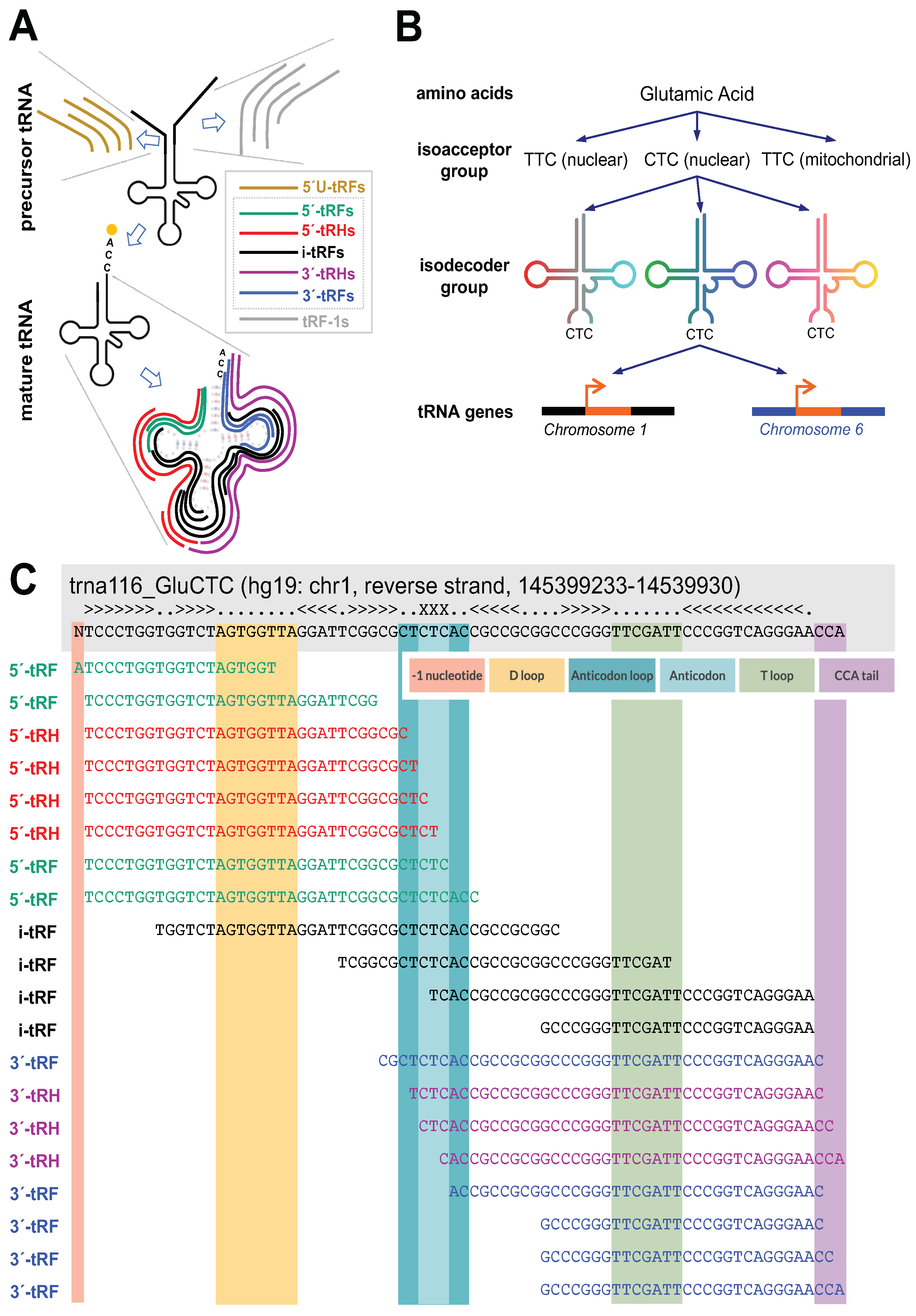 Ncrna 09 00069 g001 Ncrna 09 00069 g001