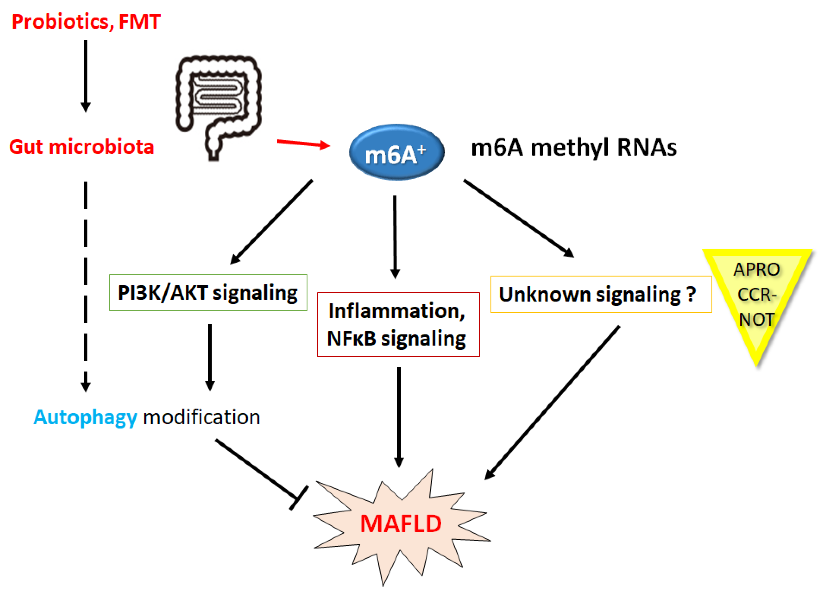 Ncrna 10 00011 g003 Ncrna 10 00011 g003