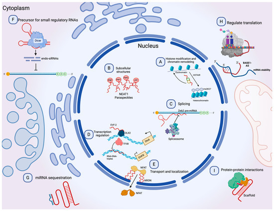 季節のおすすめ商品 Functional Long Vesicle-Derived Extracellular of Relevance グローブ