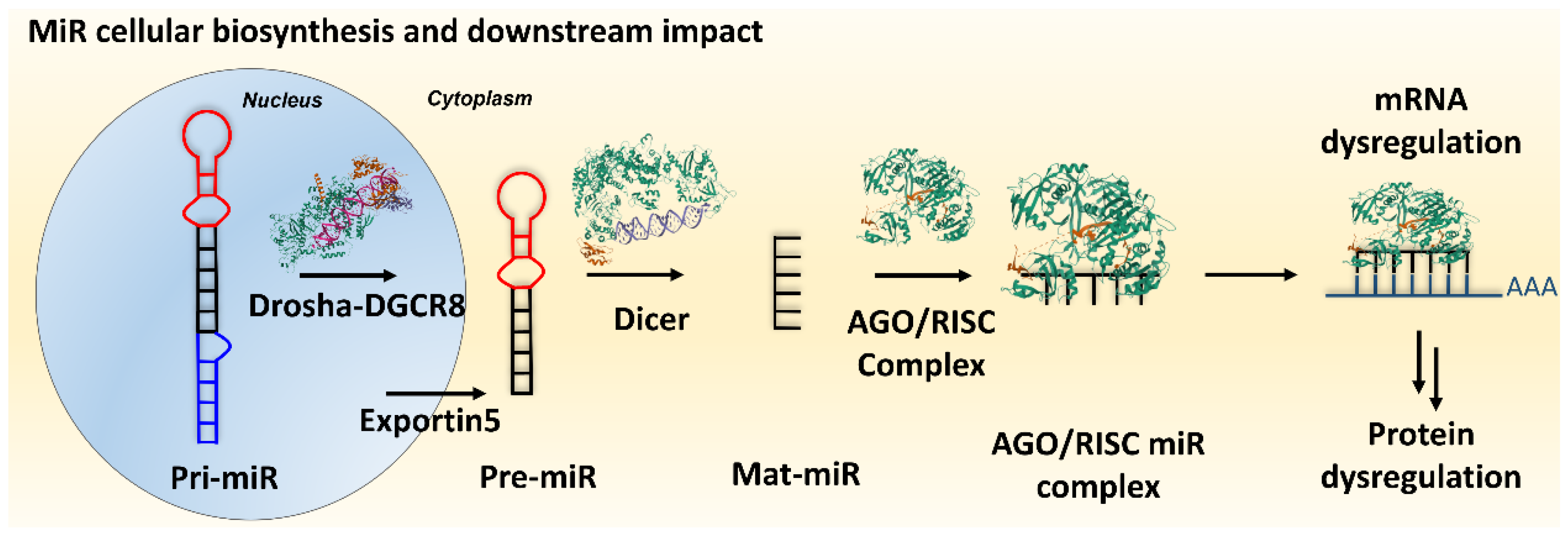 Ncrna 10 00017 g001 Ncrna 10 00017 g001