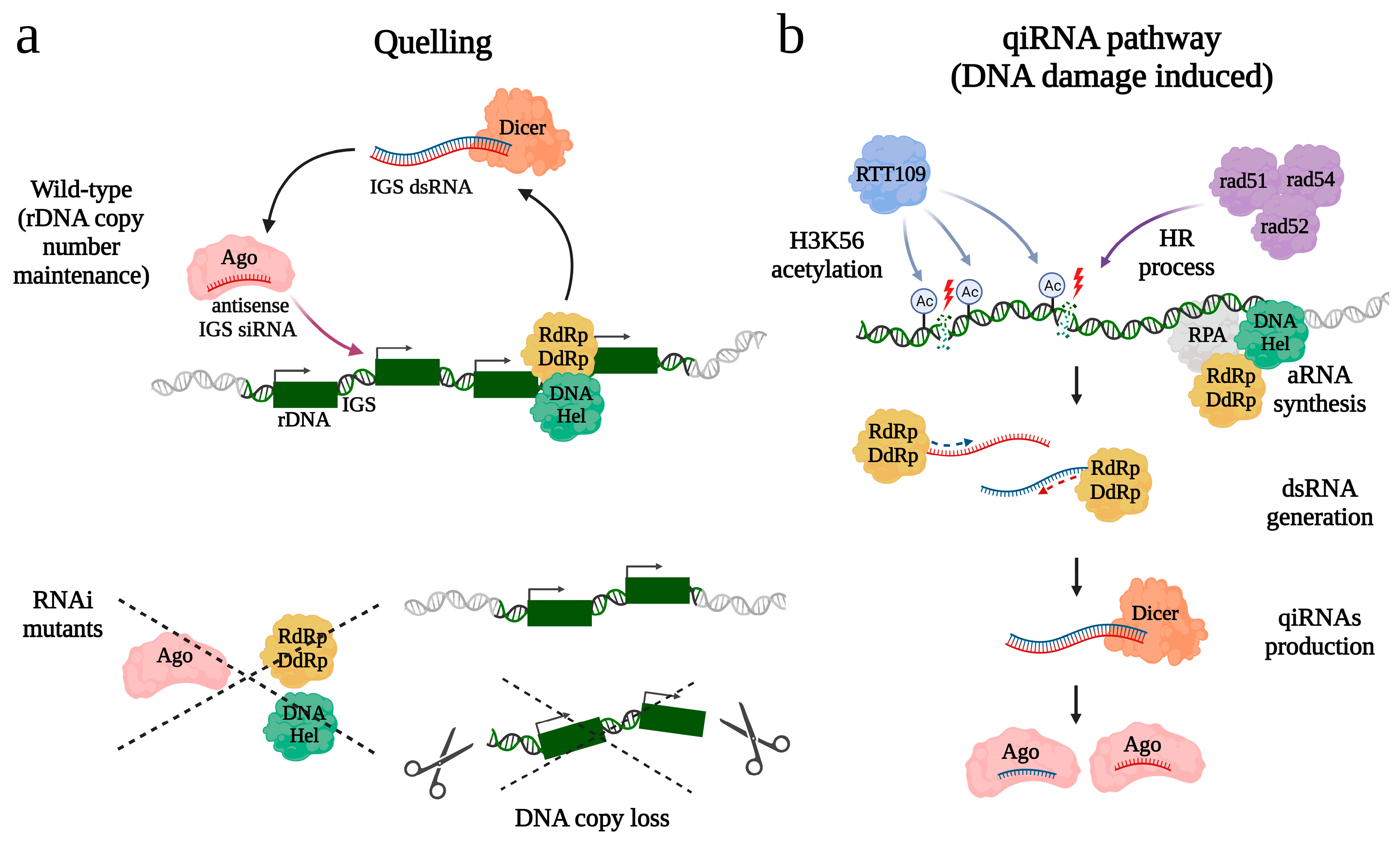Ncrna 10 00019 g002 Ncrna 10 00019 g002