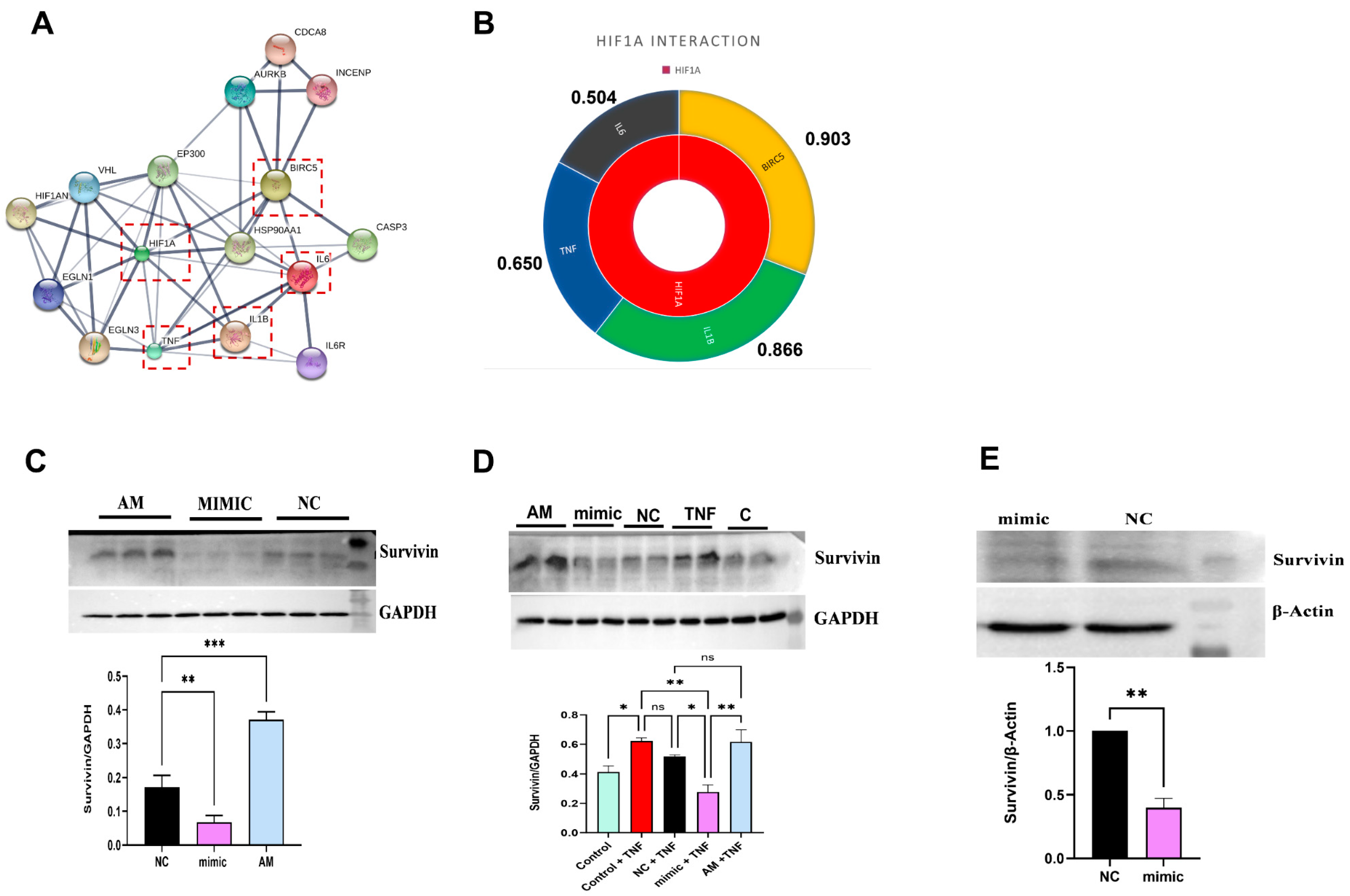 Ncrna 10 00022 g003 Ncrna 10 00022 g003