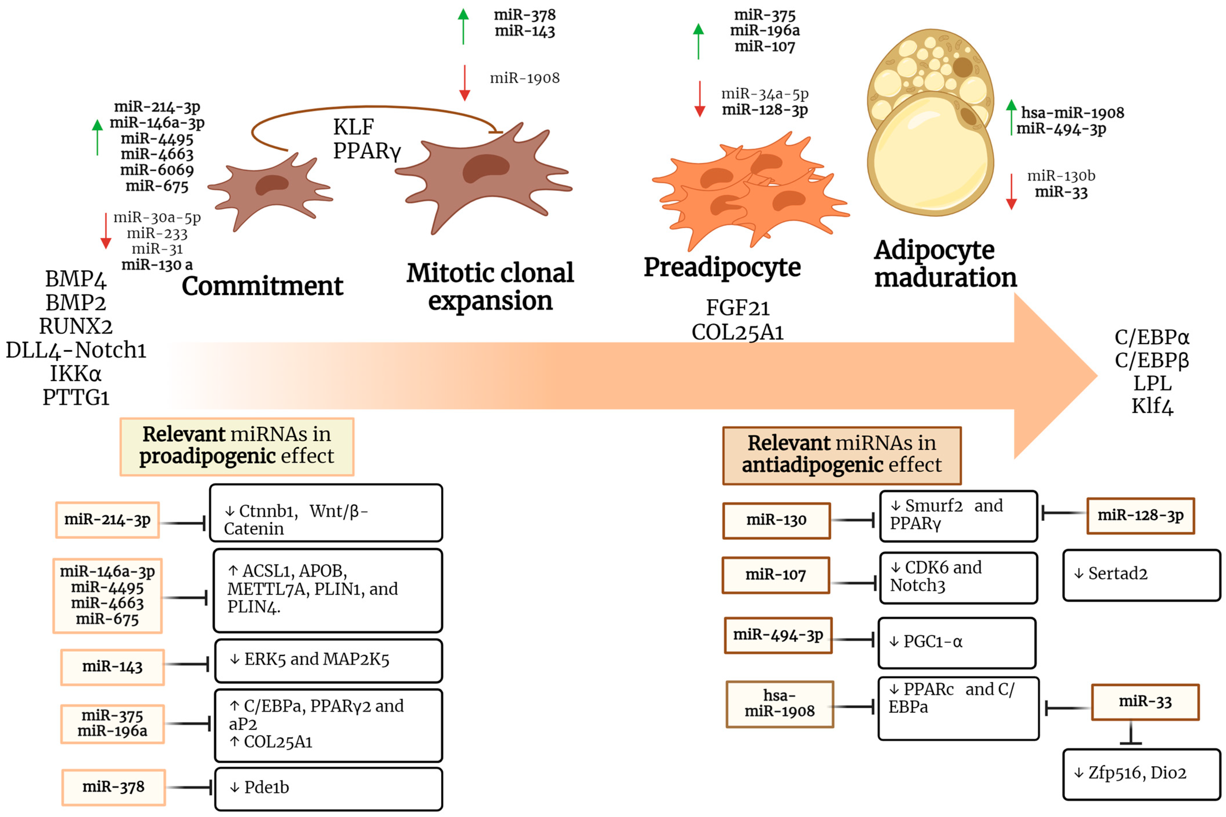 Ncrna 10 00024 g001 Ncrna 10 00024 g001