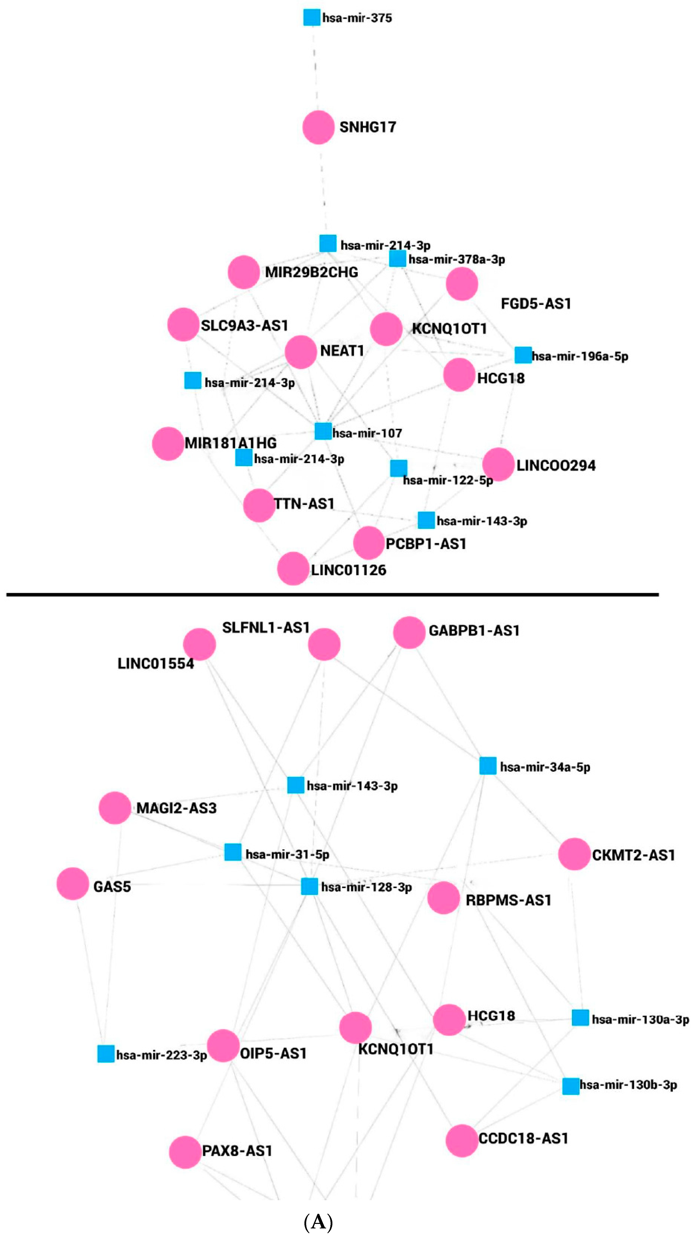 Ncrna 10 00024 g002a Ncrna 10 00024 g002a