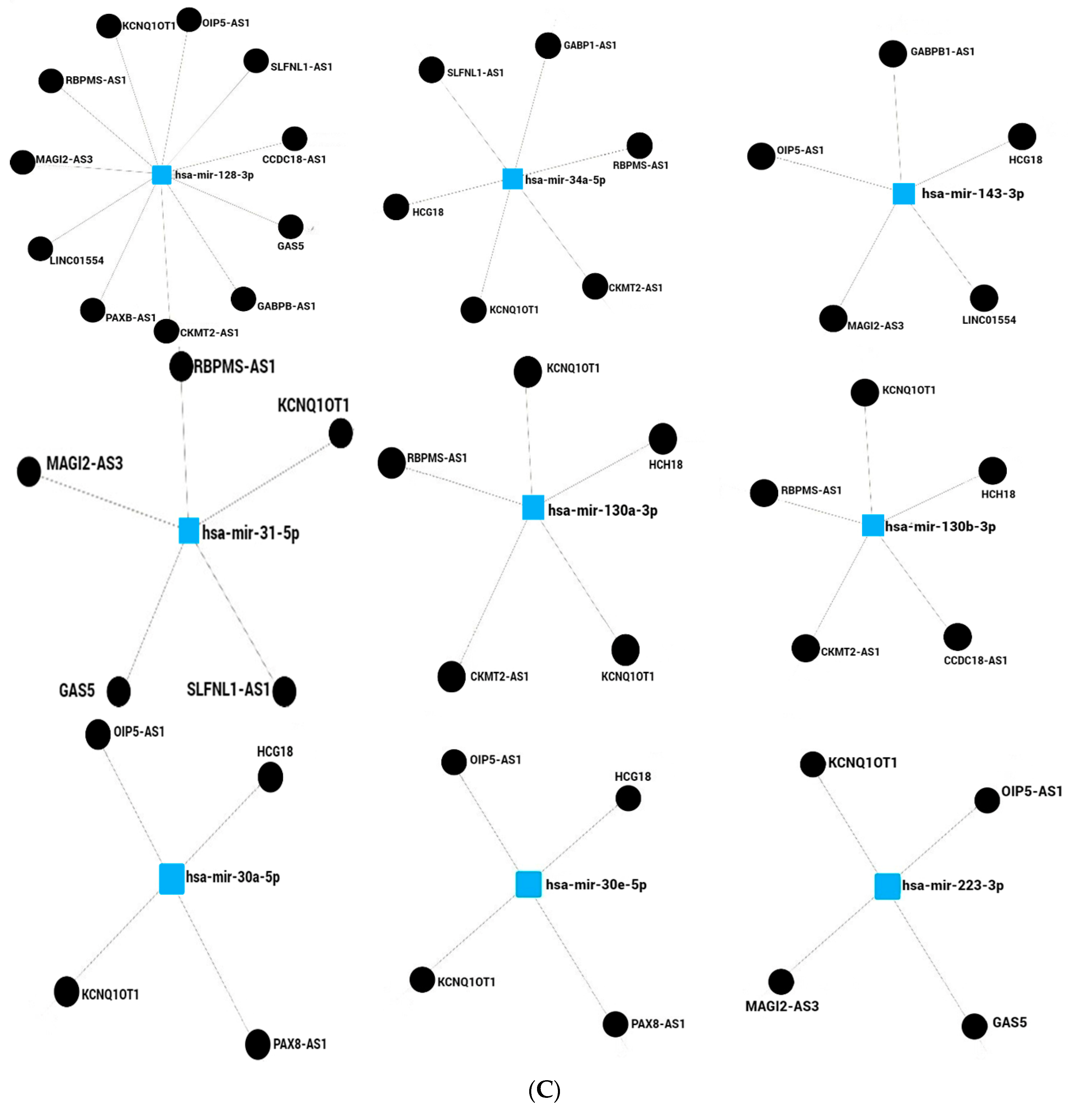 Ncrna 10 00024 g002c Ncrna 10 00024 g002c