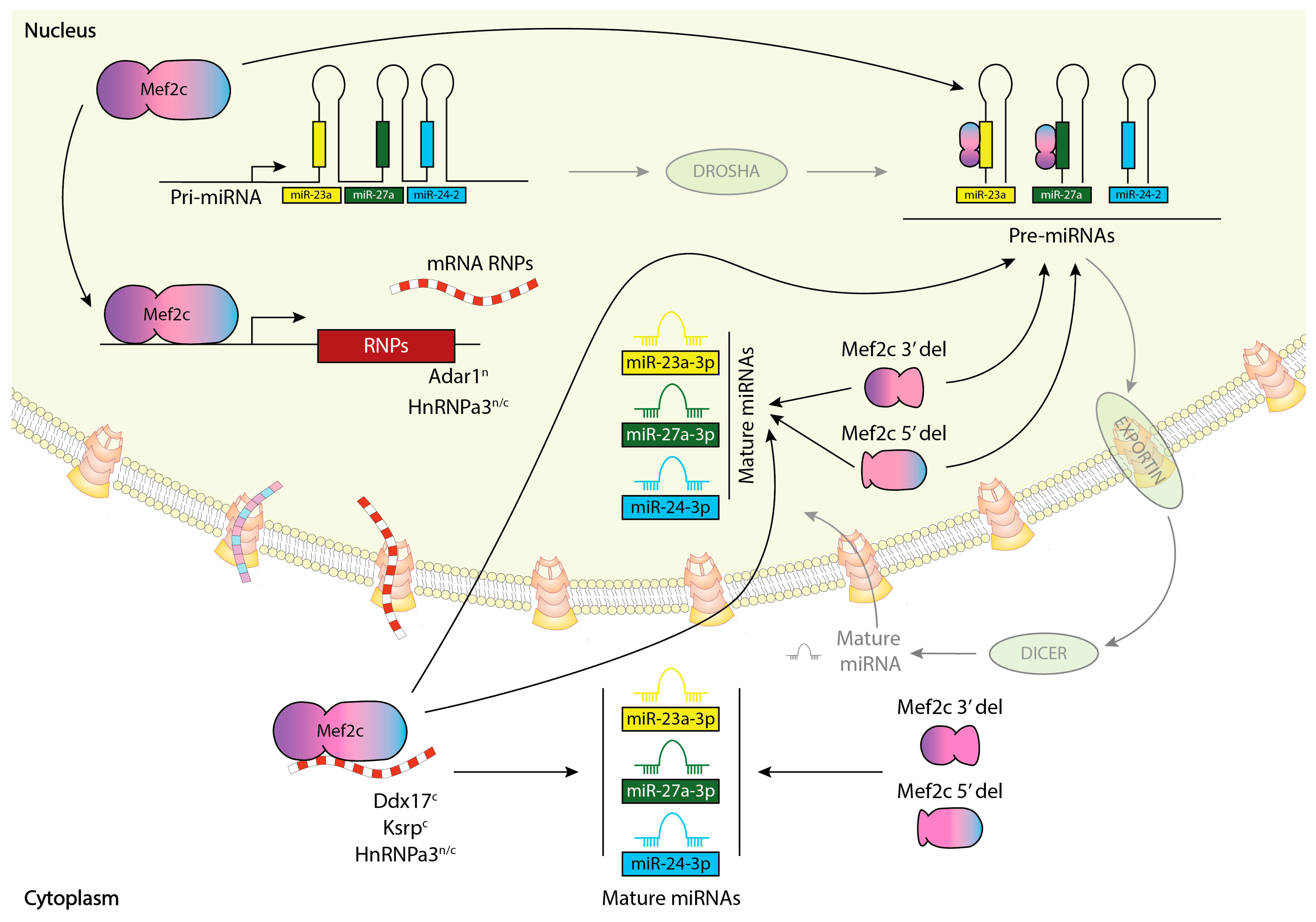 Ncrna 10 00032 g005 Ncrna 10 00032 g005