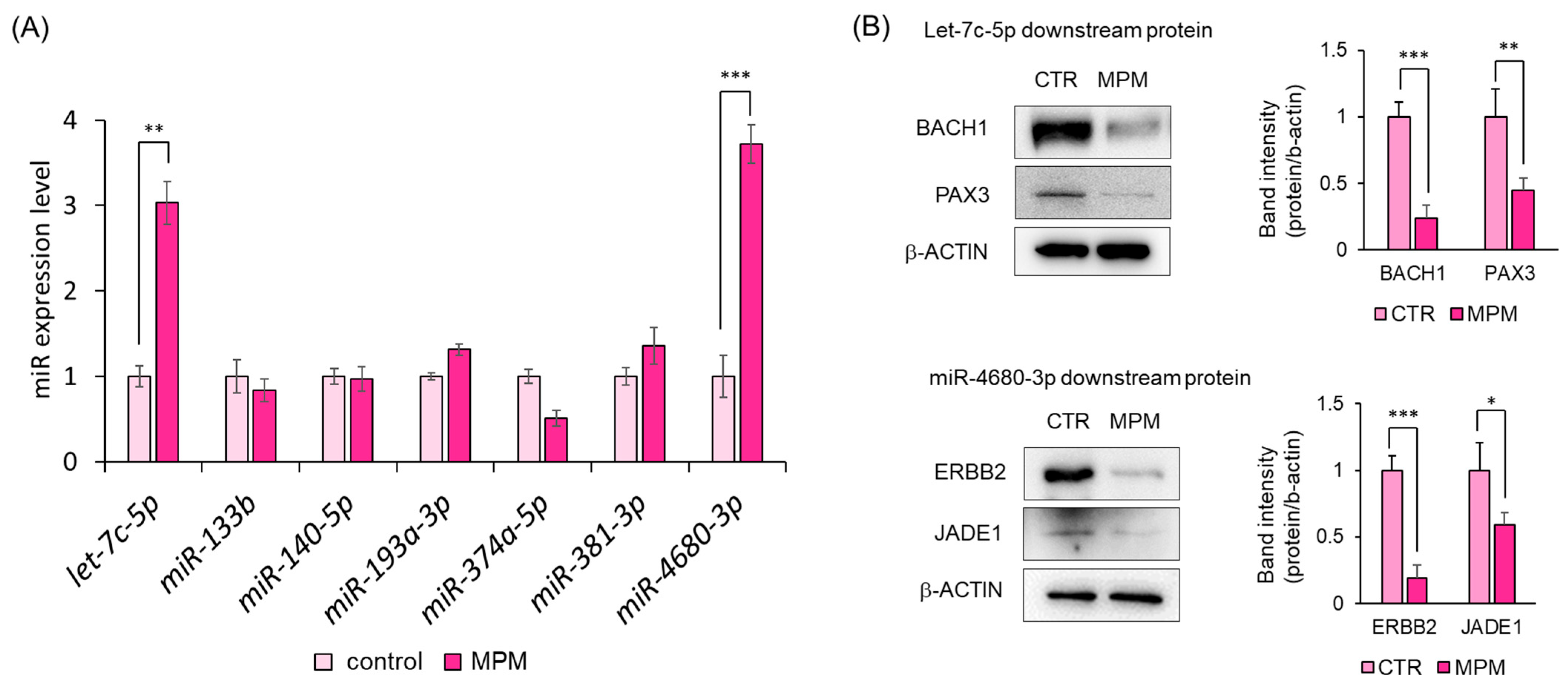 Ncrna 11 00012 g004 Ncrna 11 00012 g004