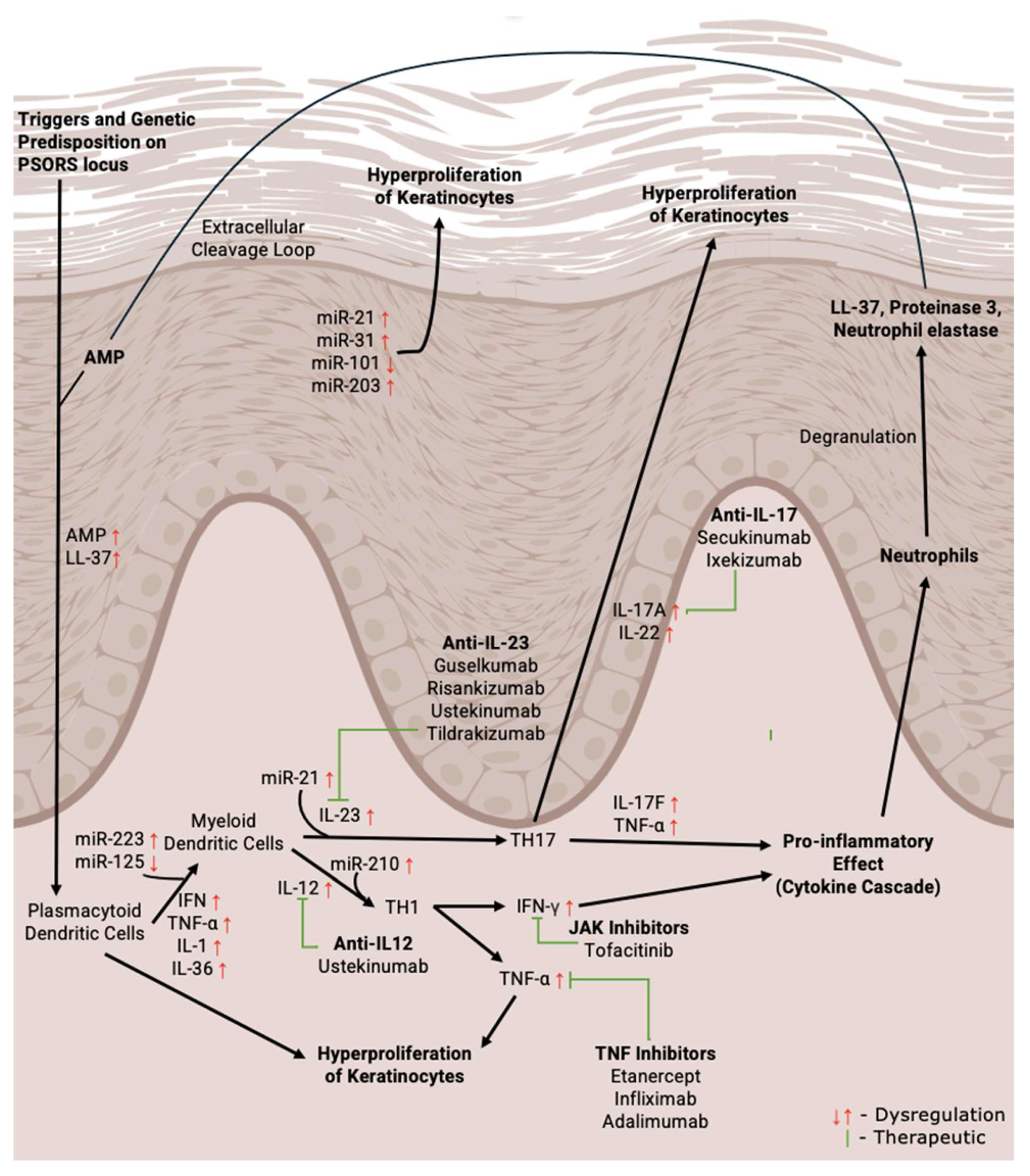 Ncrna 11 00016 g001 Ncrna 11 00016 g001