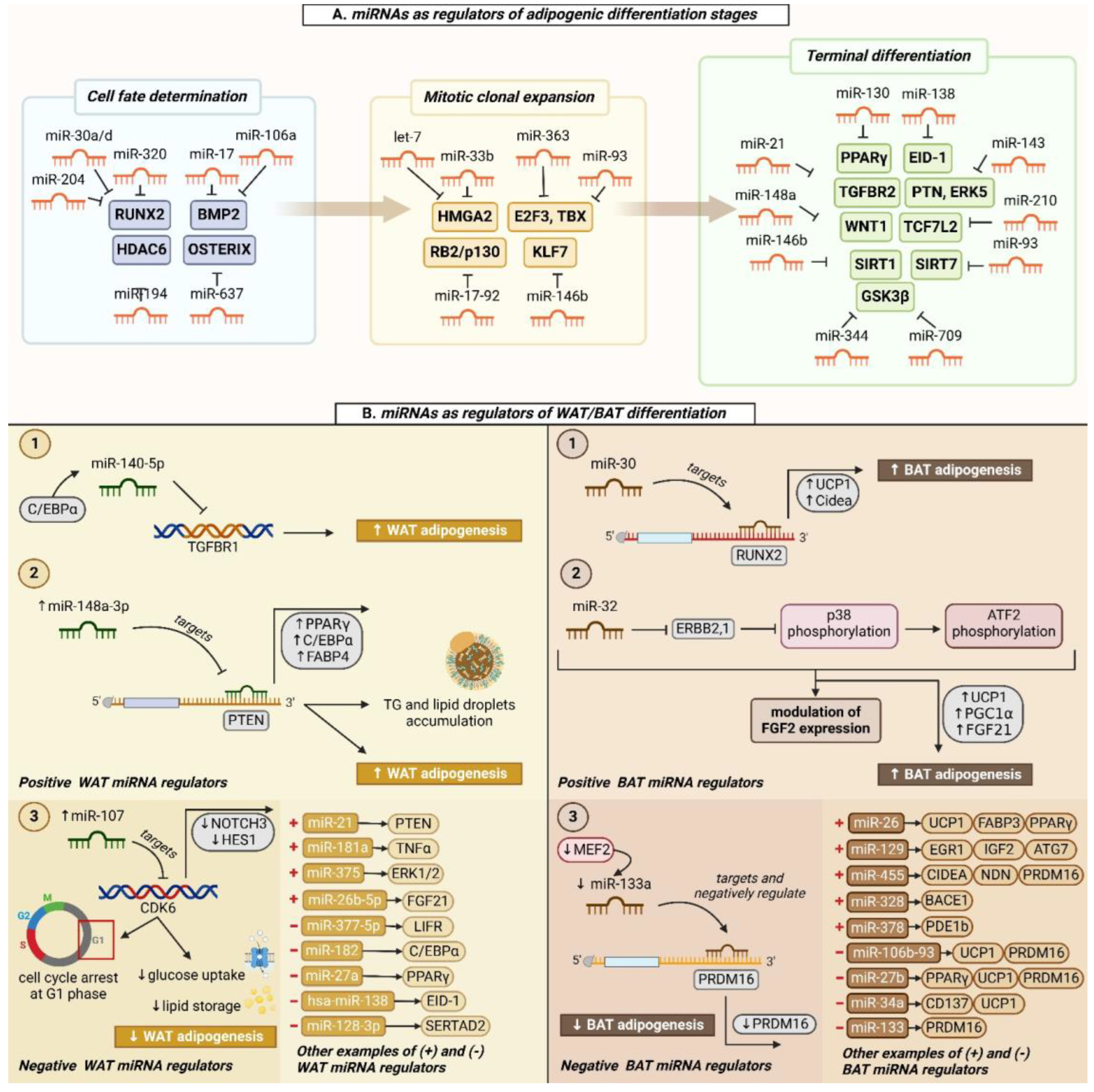 Ncrna 11 00030 g002 Ncrna 11 00030 g002