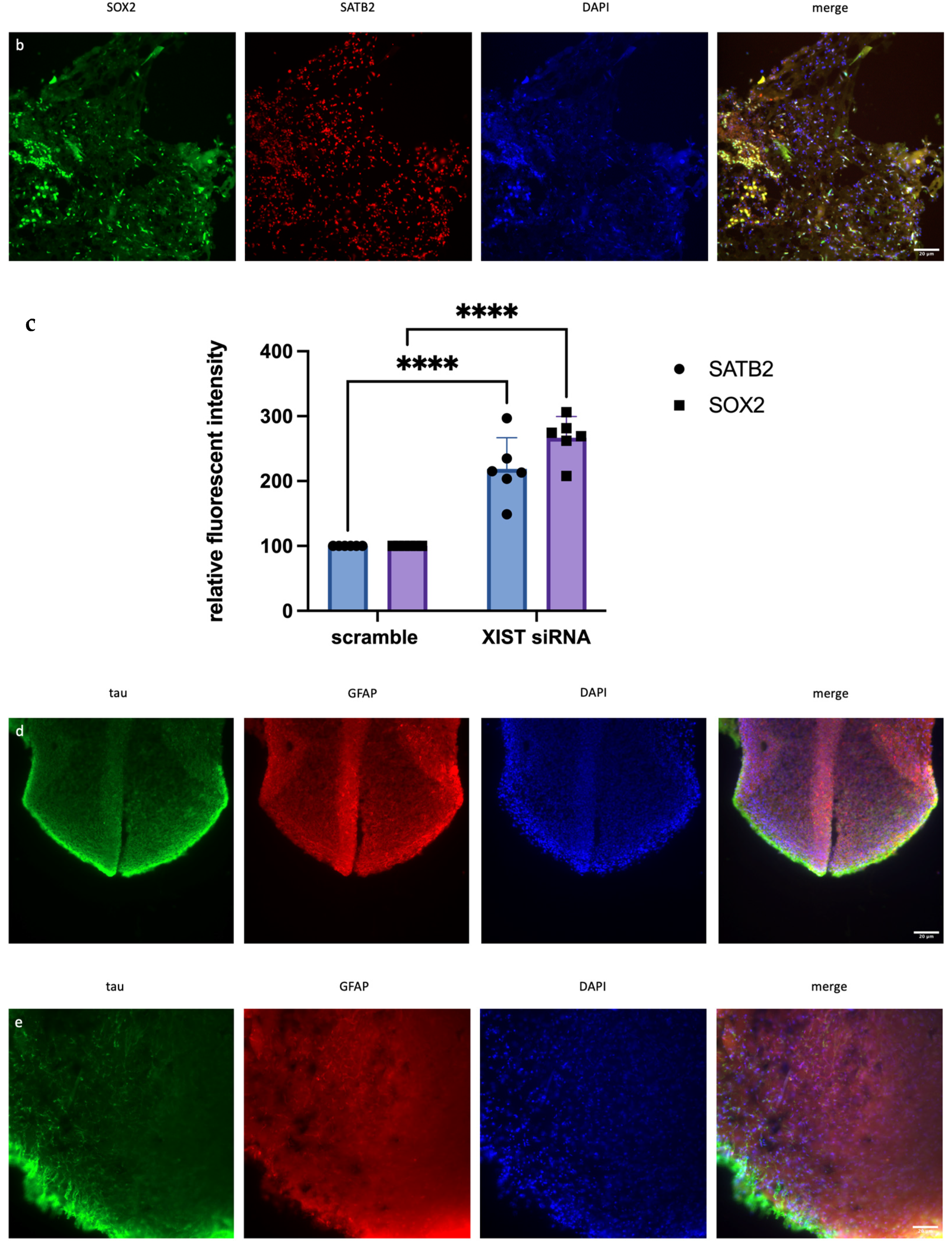 Ncrna 11 00031 g002b