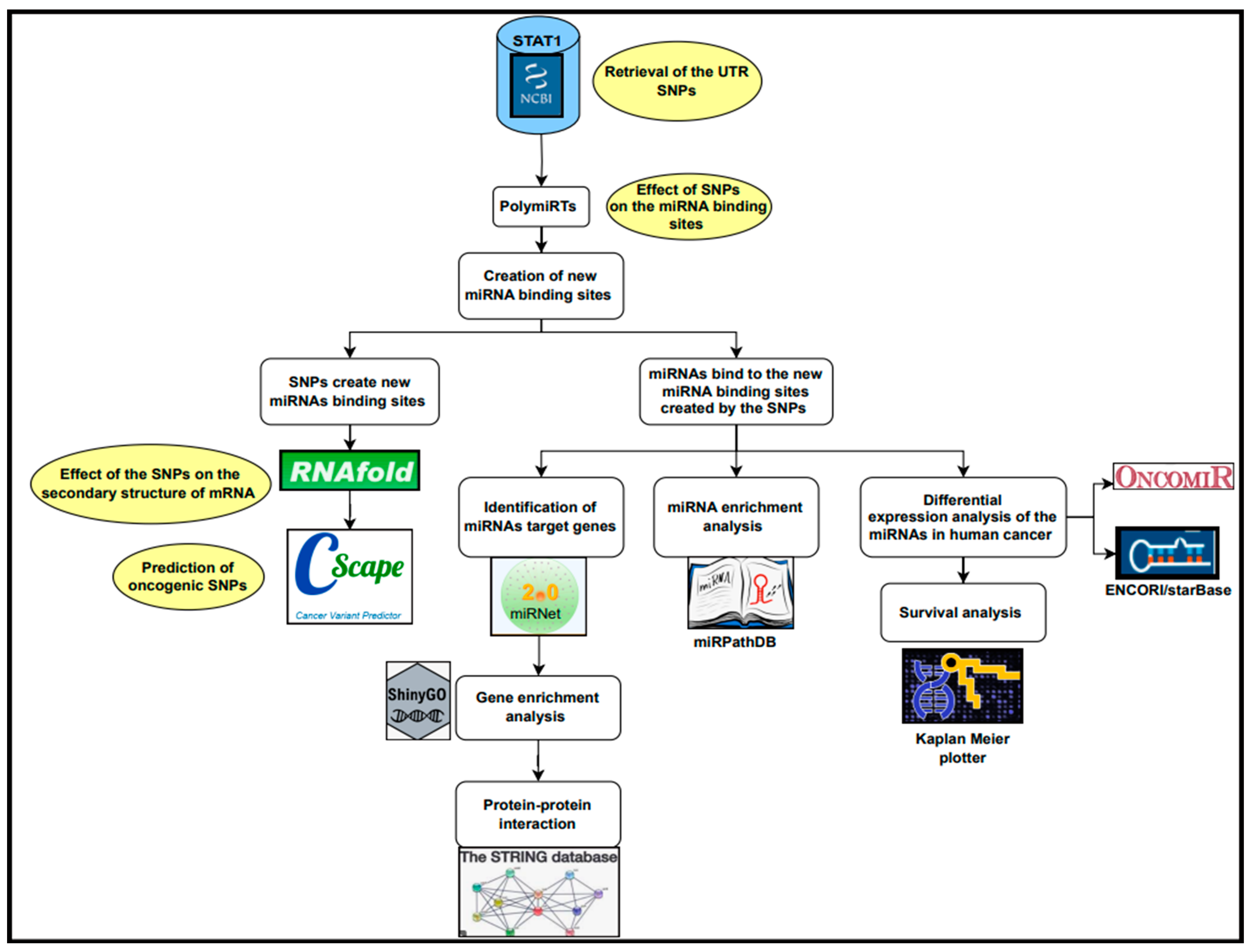 Ncrna 11 00032 g007 Ncrna 11 00032 g007