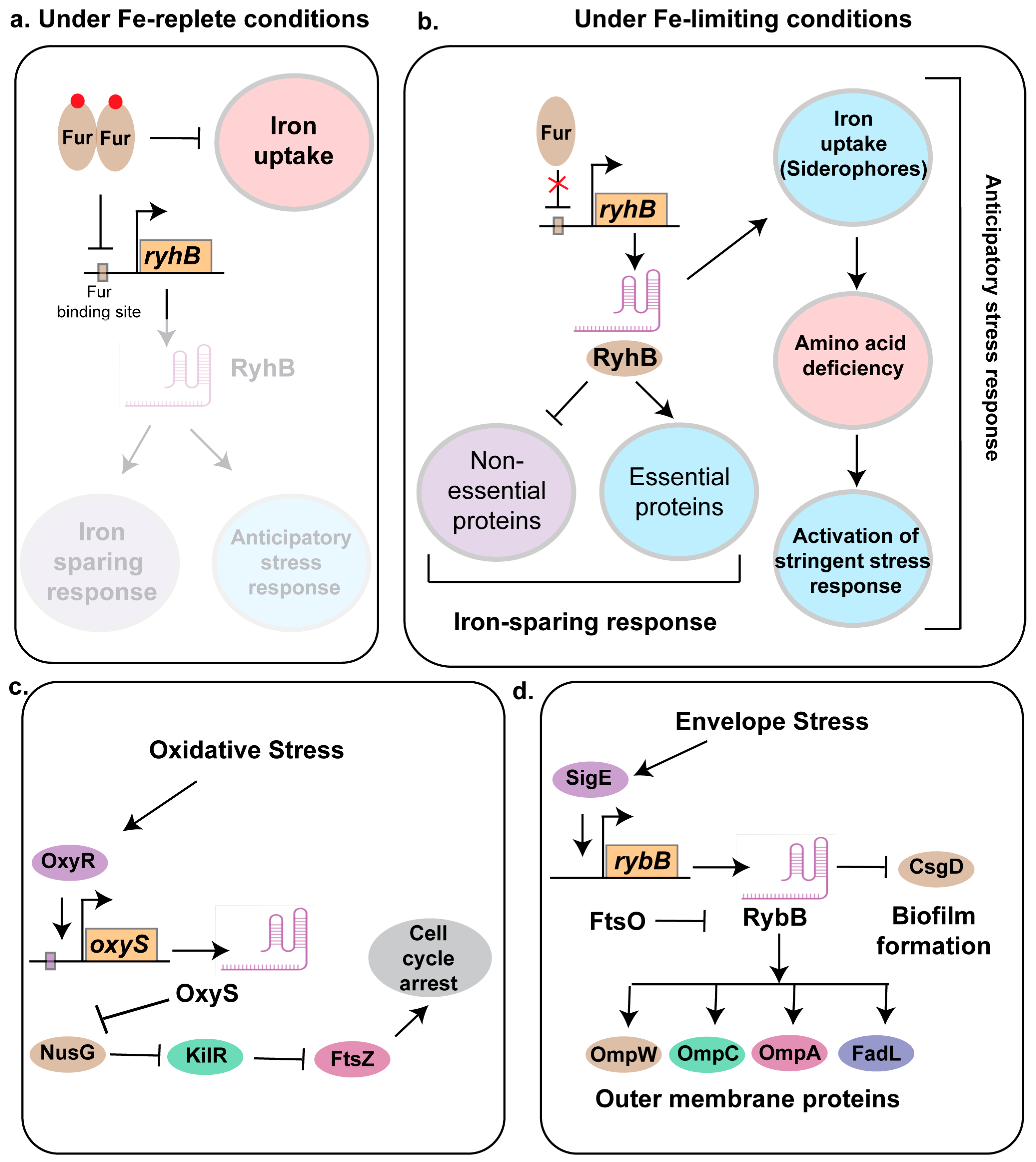 Ncrna 11 00036 g002 Ncrna 11 00036 g002