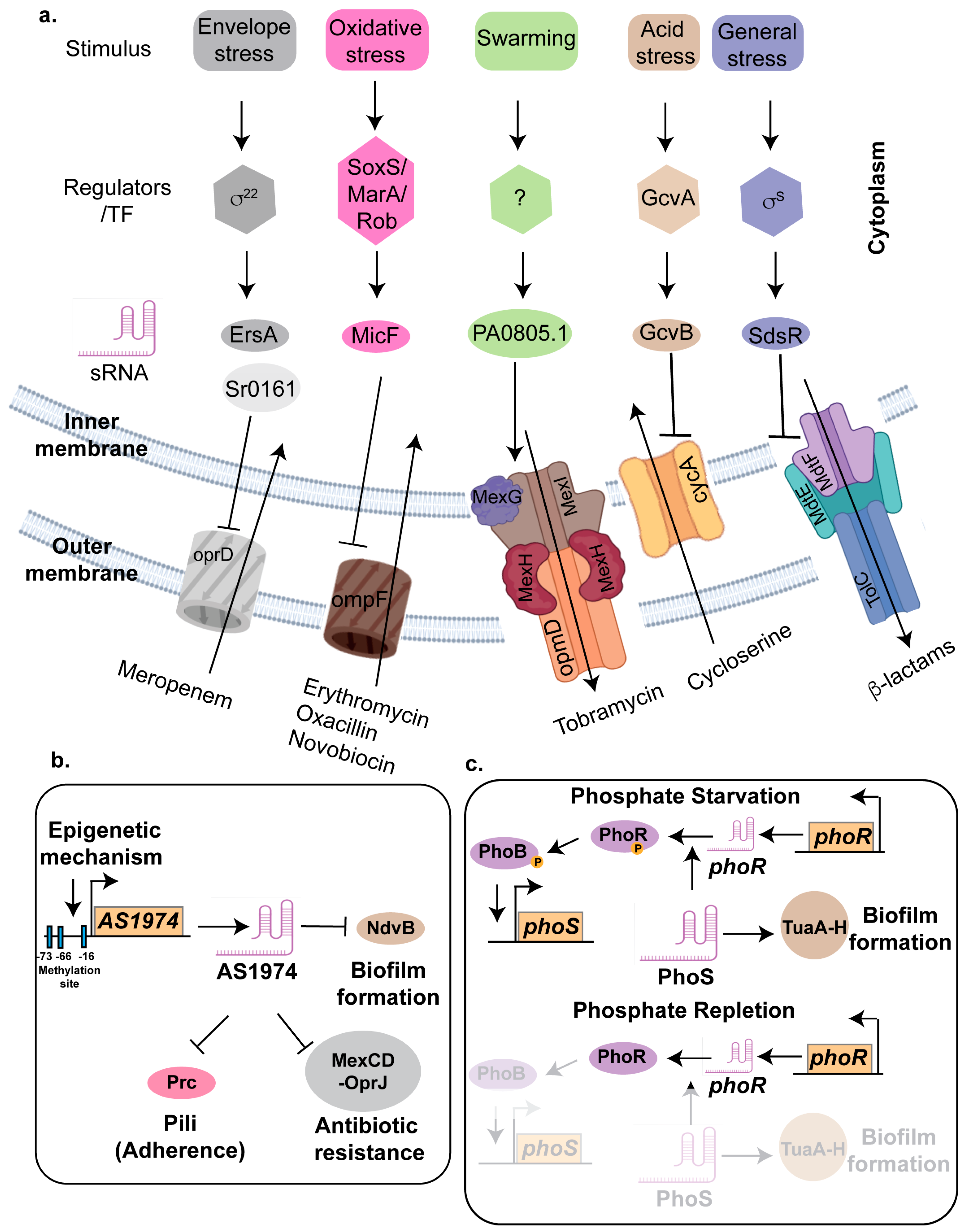 Ncrna 11 00036 g003 Ncrna 11 00036 g003