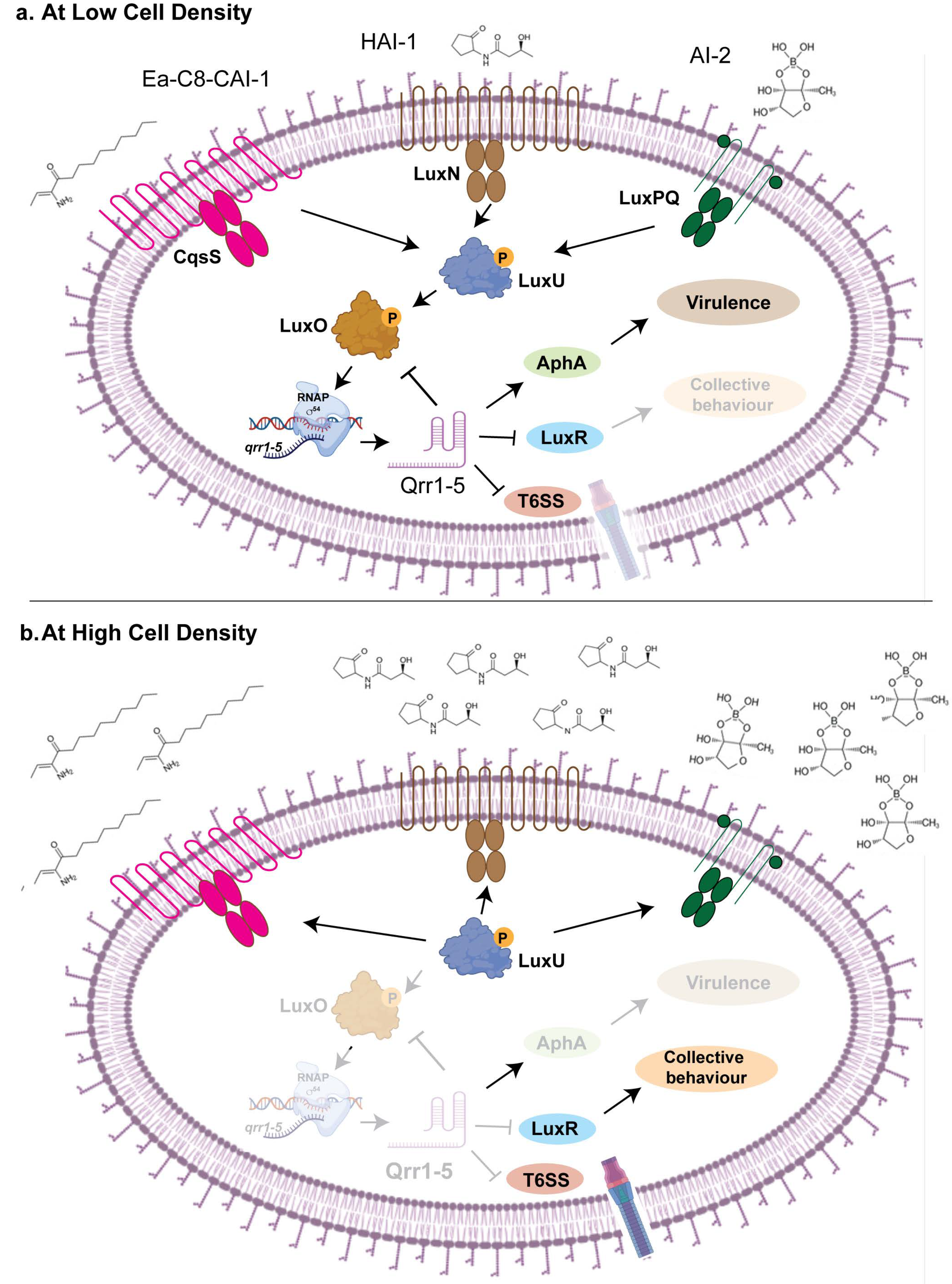 Ncrna 11 00036 g004 Ncrna 11 00036 g004