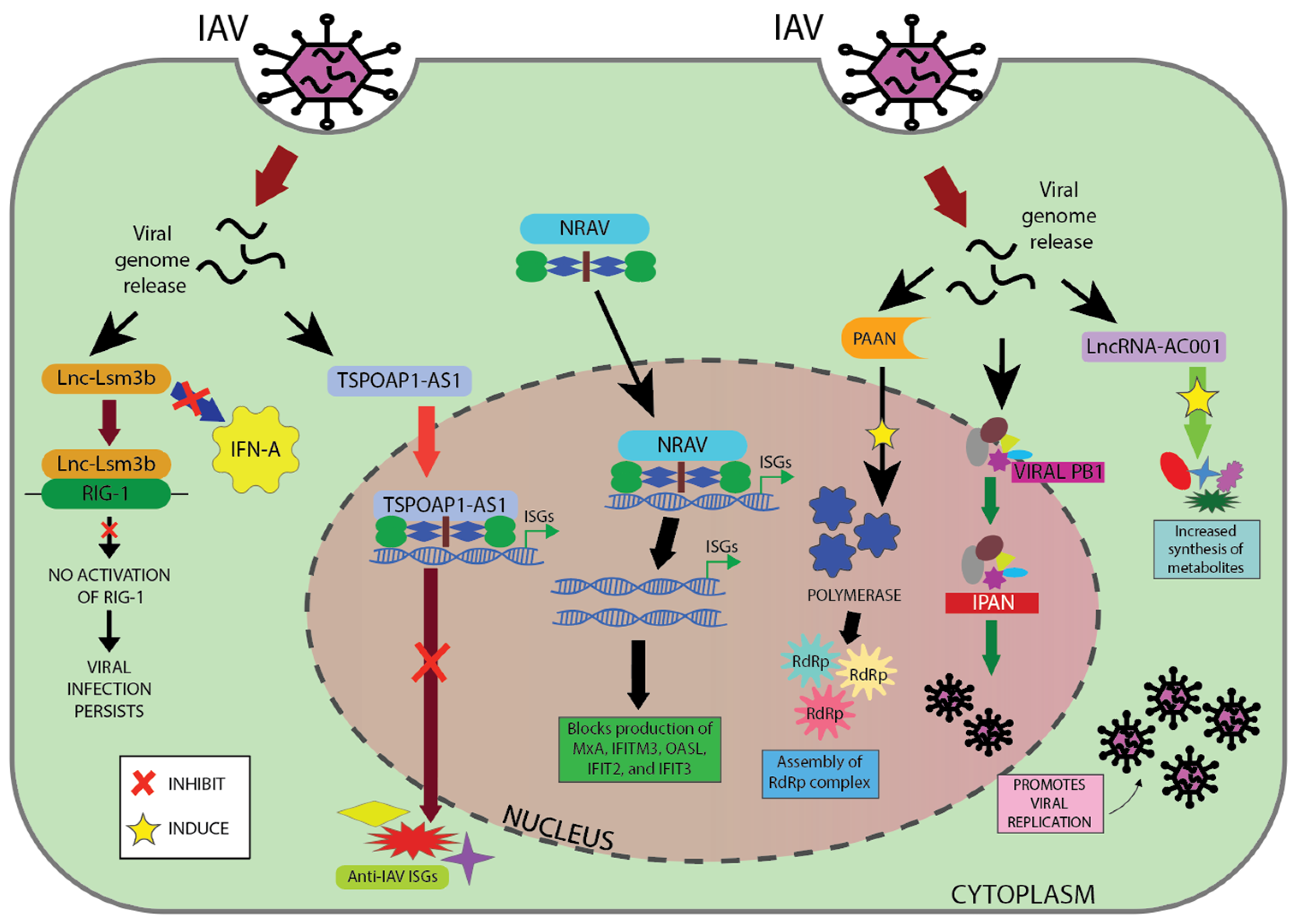 Ncrna 11 00042 g003 Ncrna 11 00042 g003
