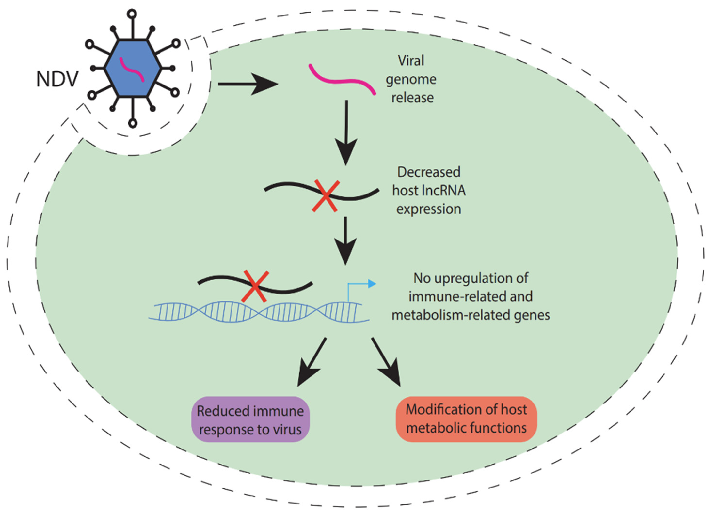 Ncrna 11 00042 g004 Ncrna 11 00042 g004