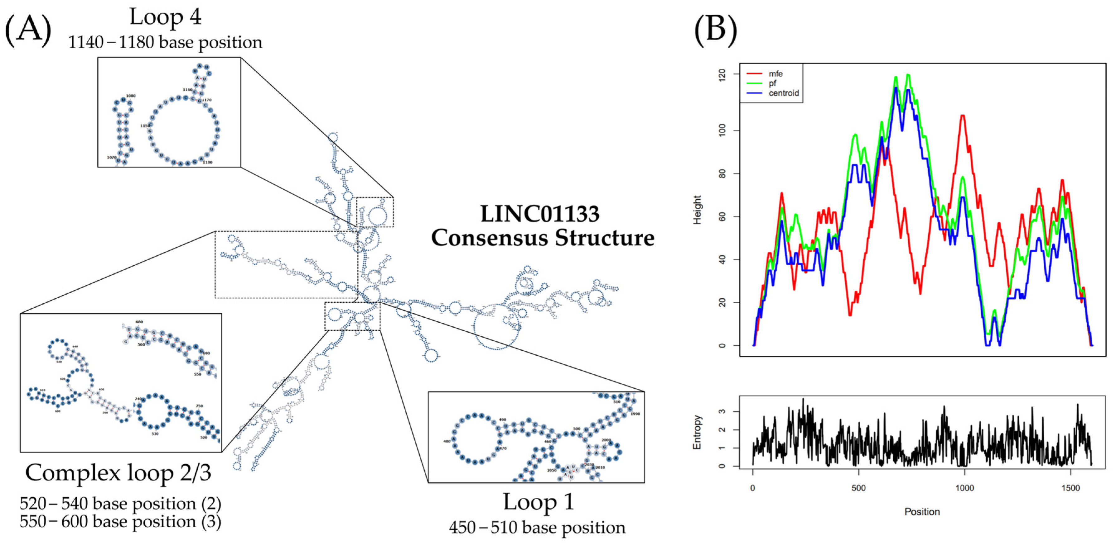 Ncrna 11 00058 g003 Ncrna 11 00058 g003