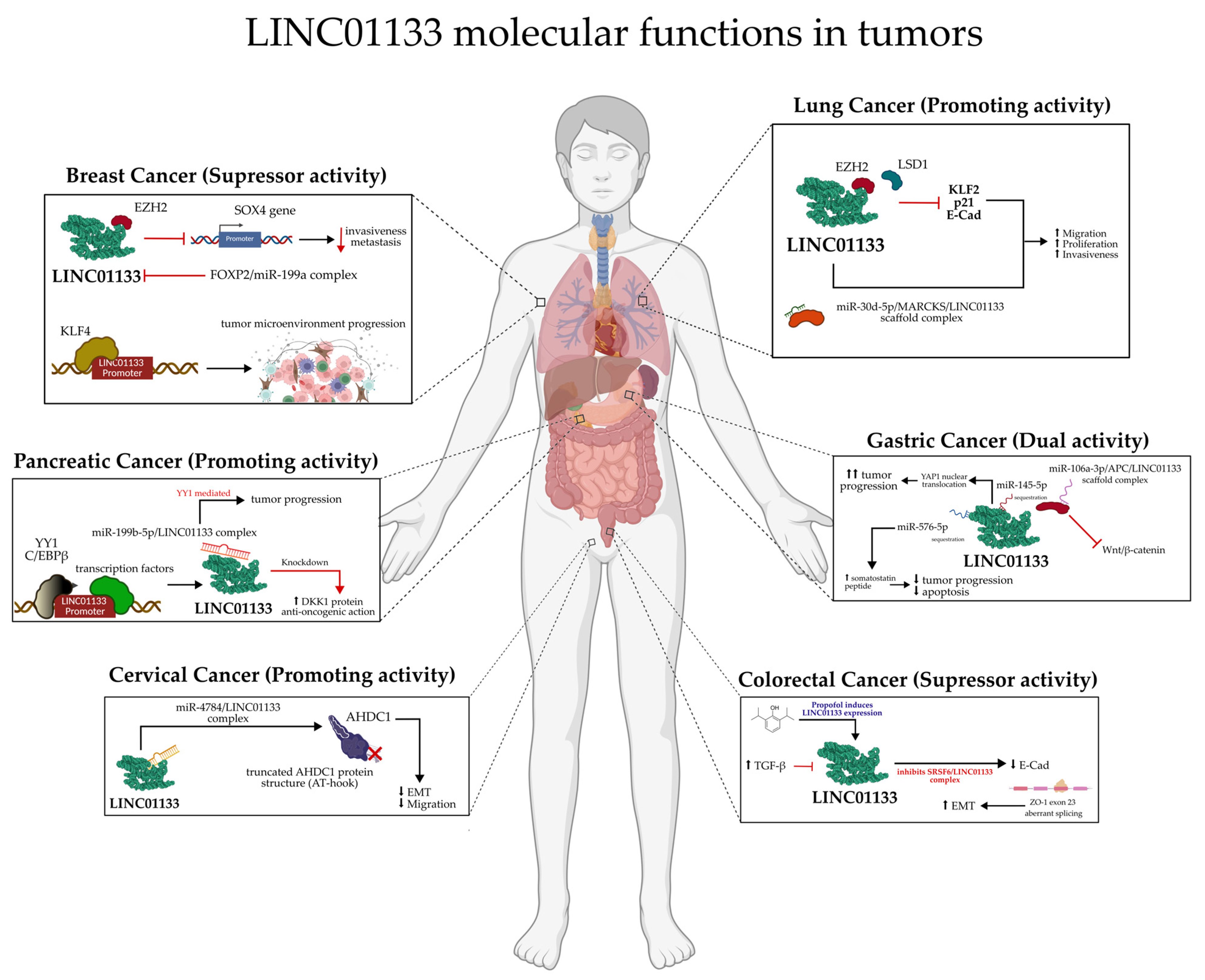 Ncrna 11 00058 g009 Ncrna 11 00058 g009