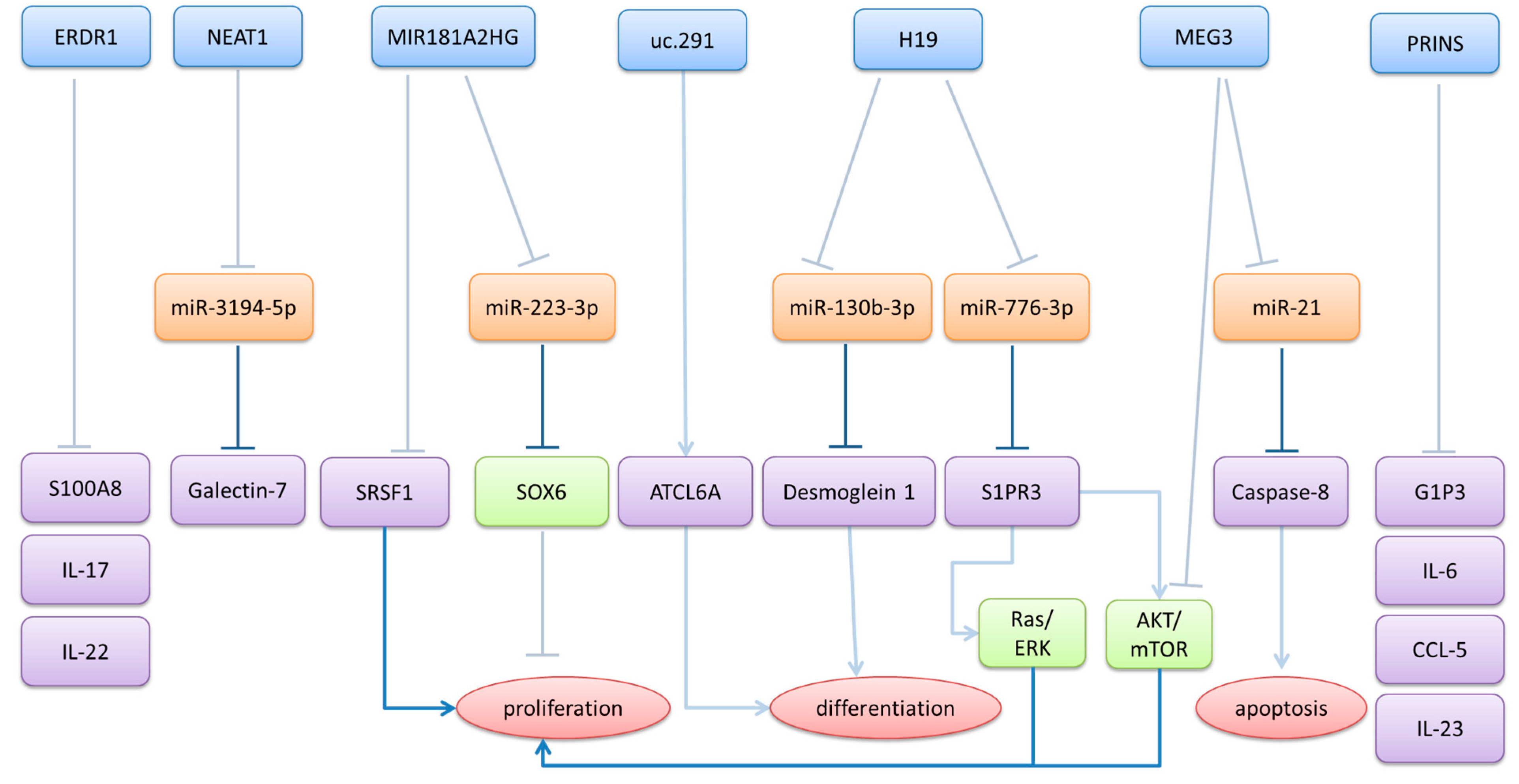 Ncrna 11 00069 g002 Ncrna 11 00069 g002