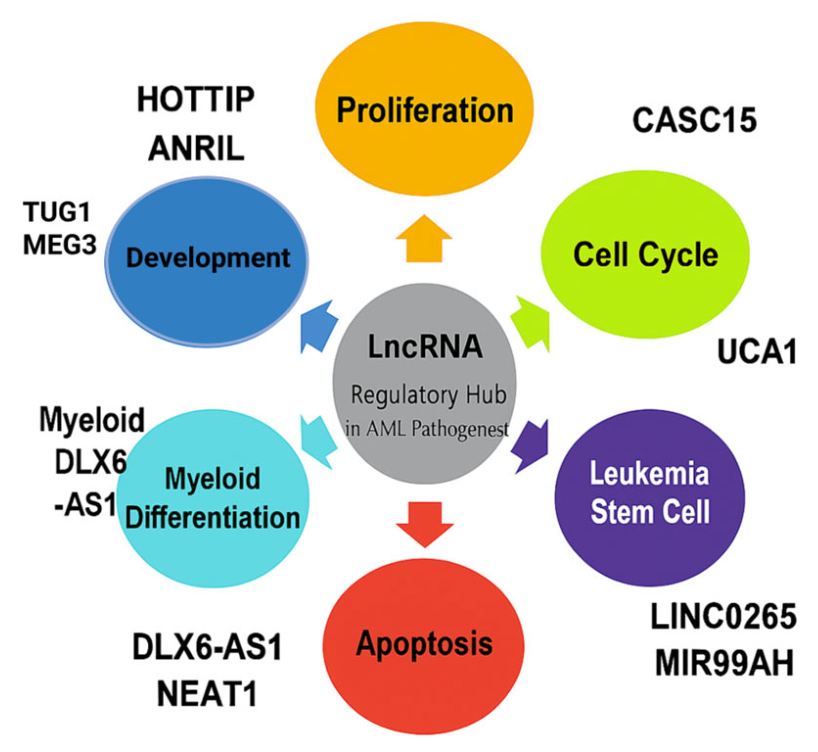 Ncrna 11 00070 g002 Ncrna 11 00070 g002