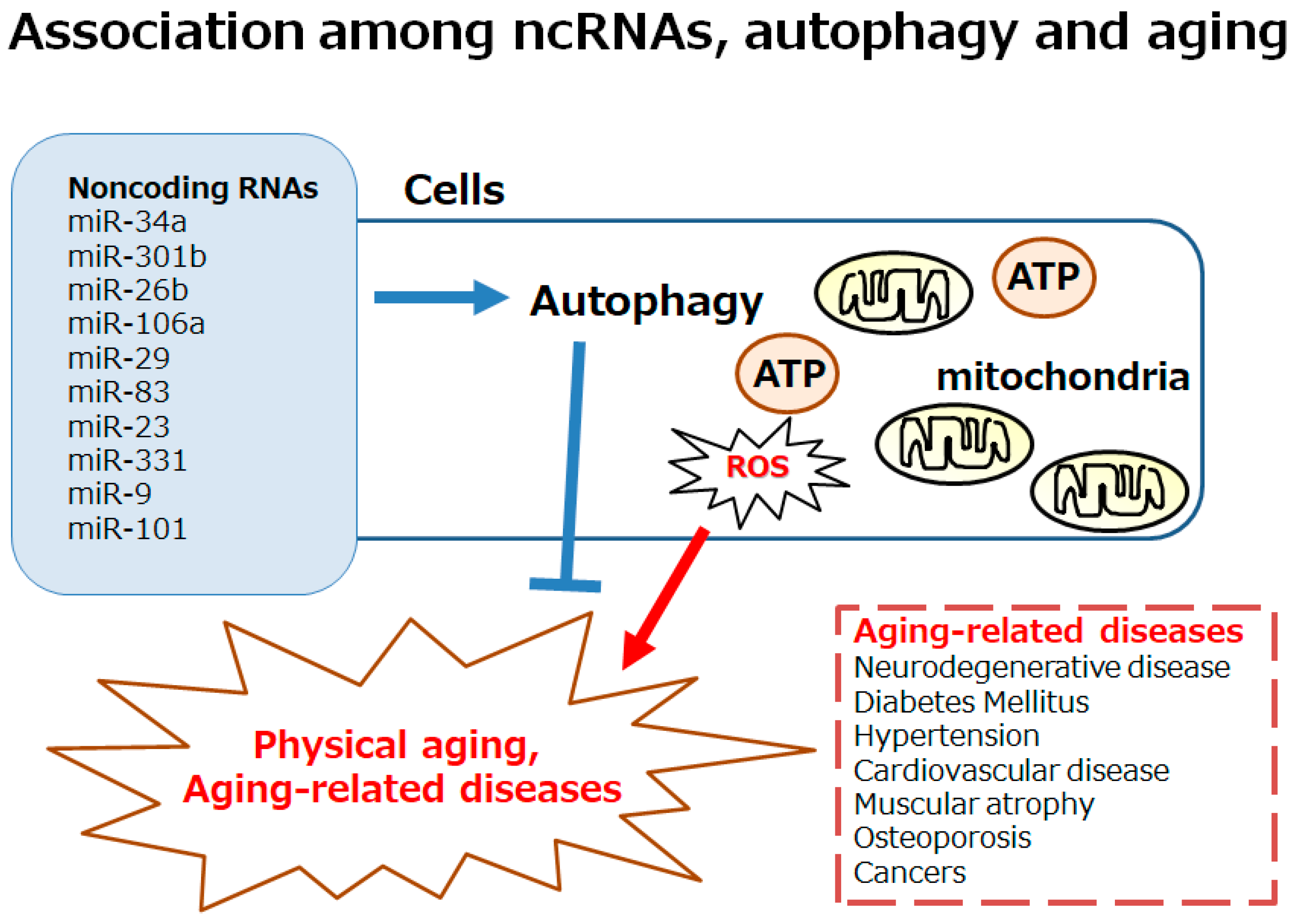 Ncrna 11 00077 g001 Ncrna 11 00077 g001