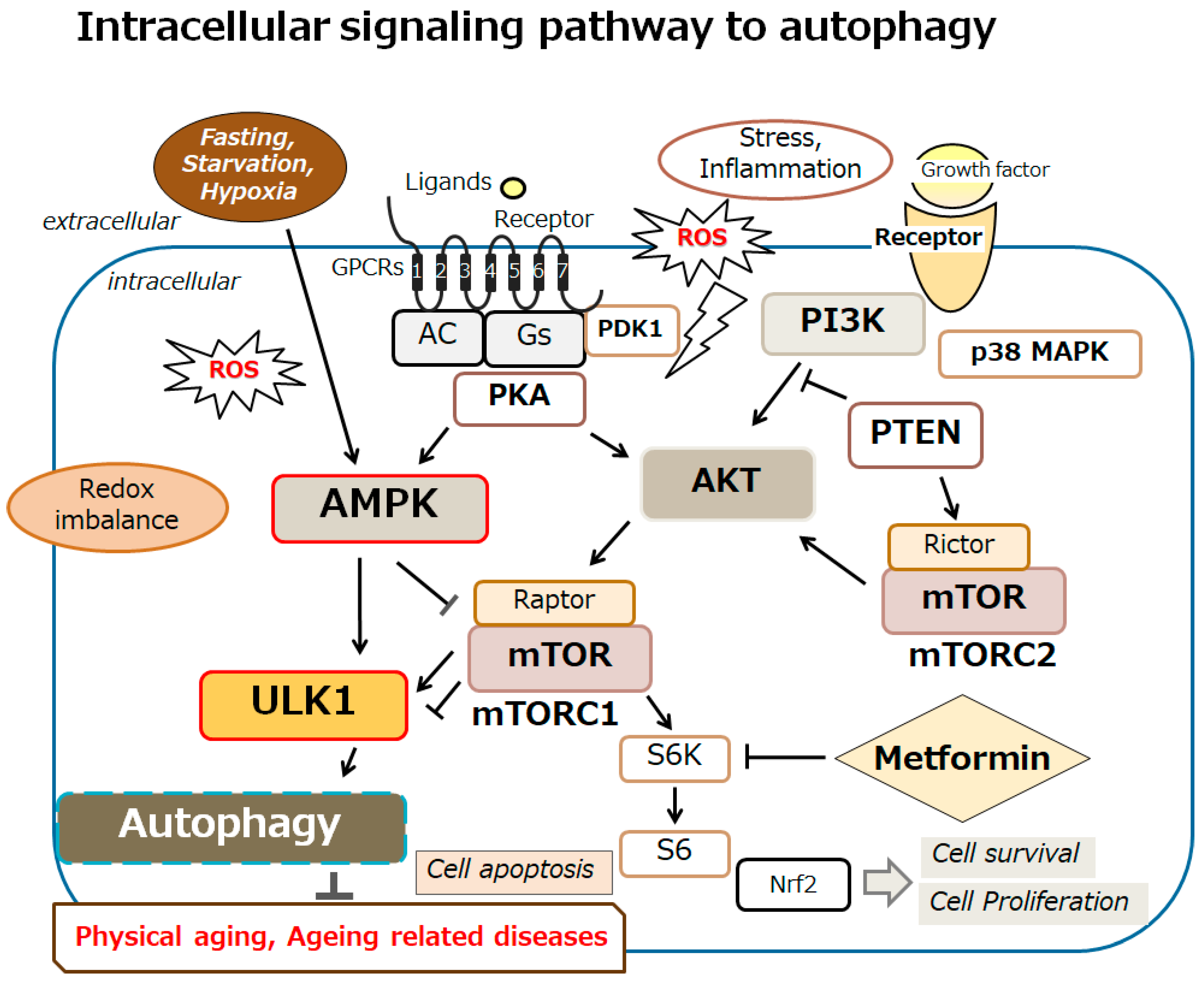 Ncrna 11 00077 g002 Ncrna 11 00077 g002