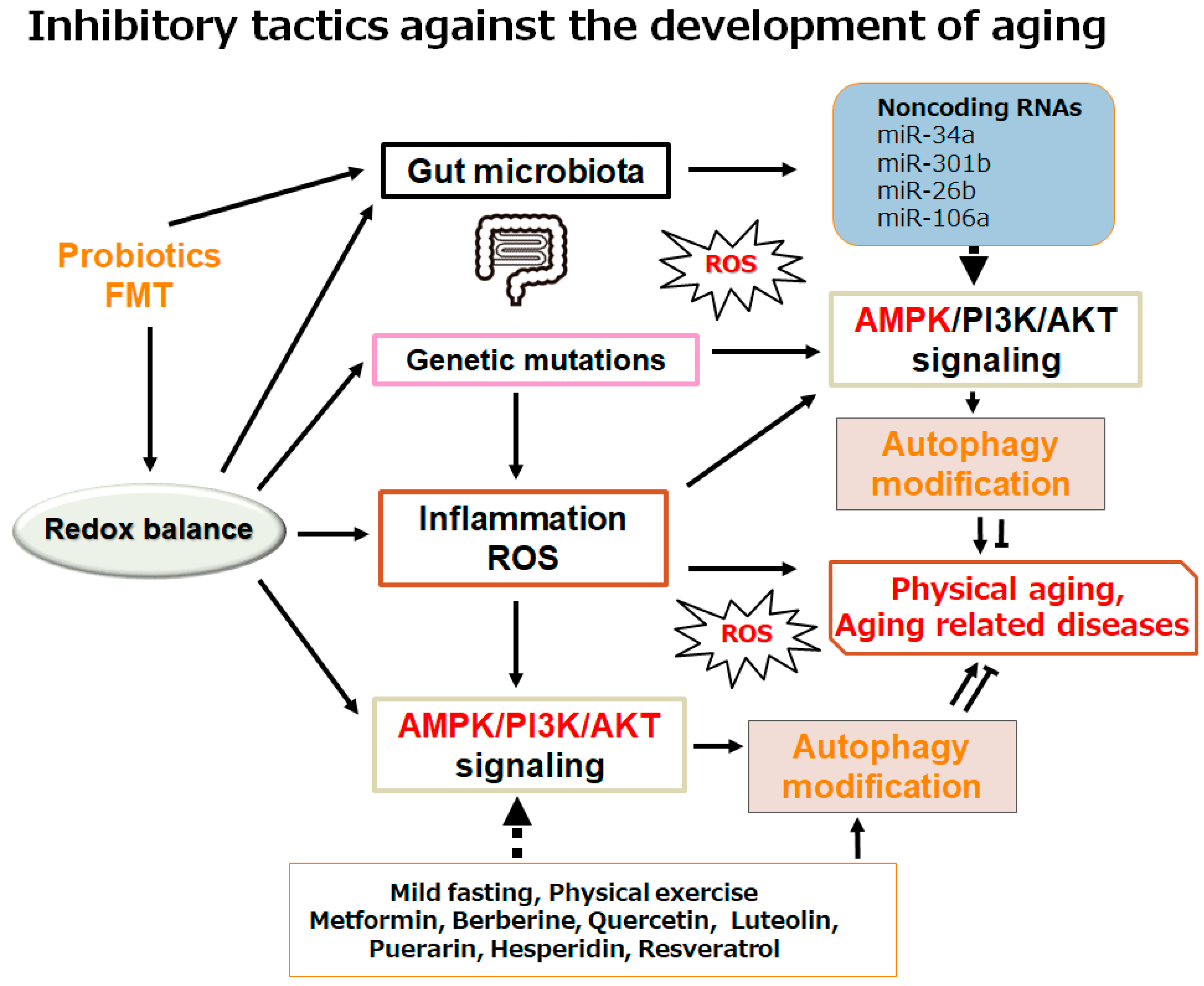 Ncrna 11 00077 g003 Ncrna 11 00077 g003