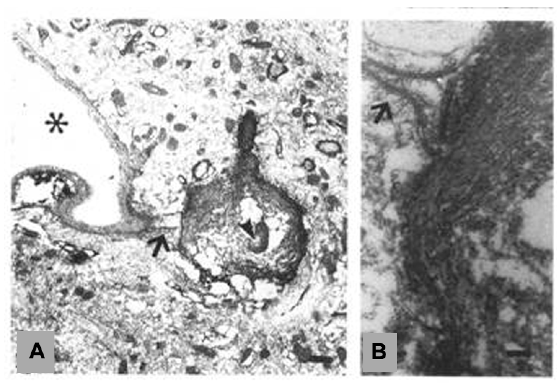 Neuroglia 01 00003 g002