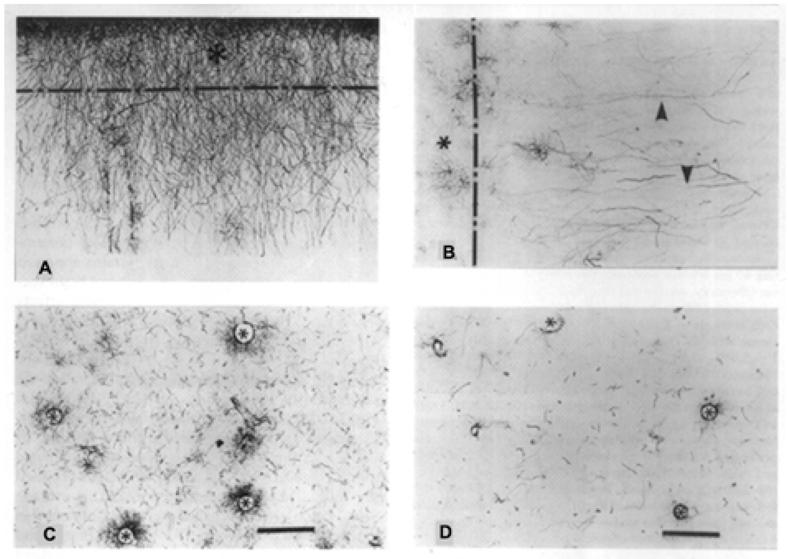 Neuroglia 01 00003 g003
