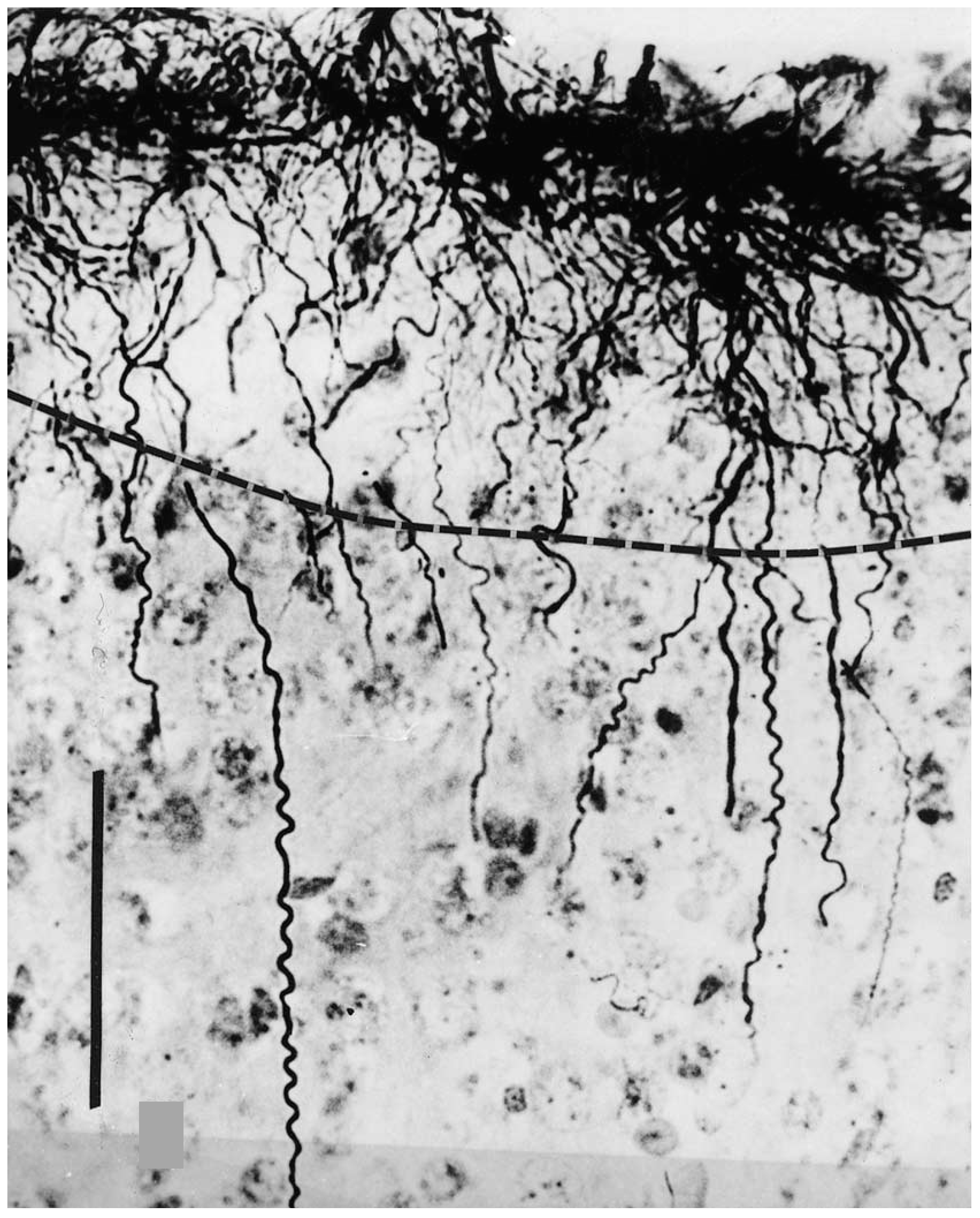 Neuroglia 01 00003 g005