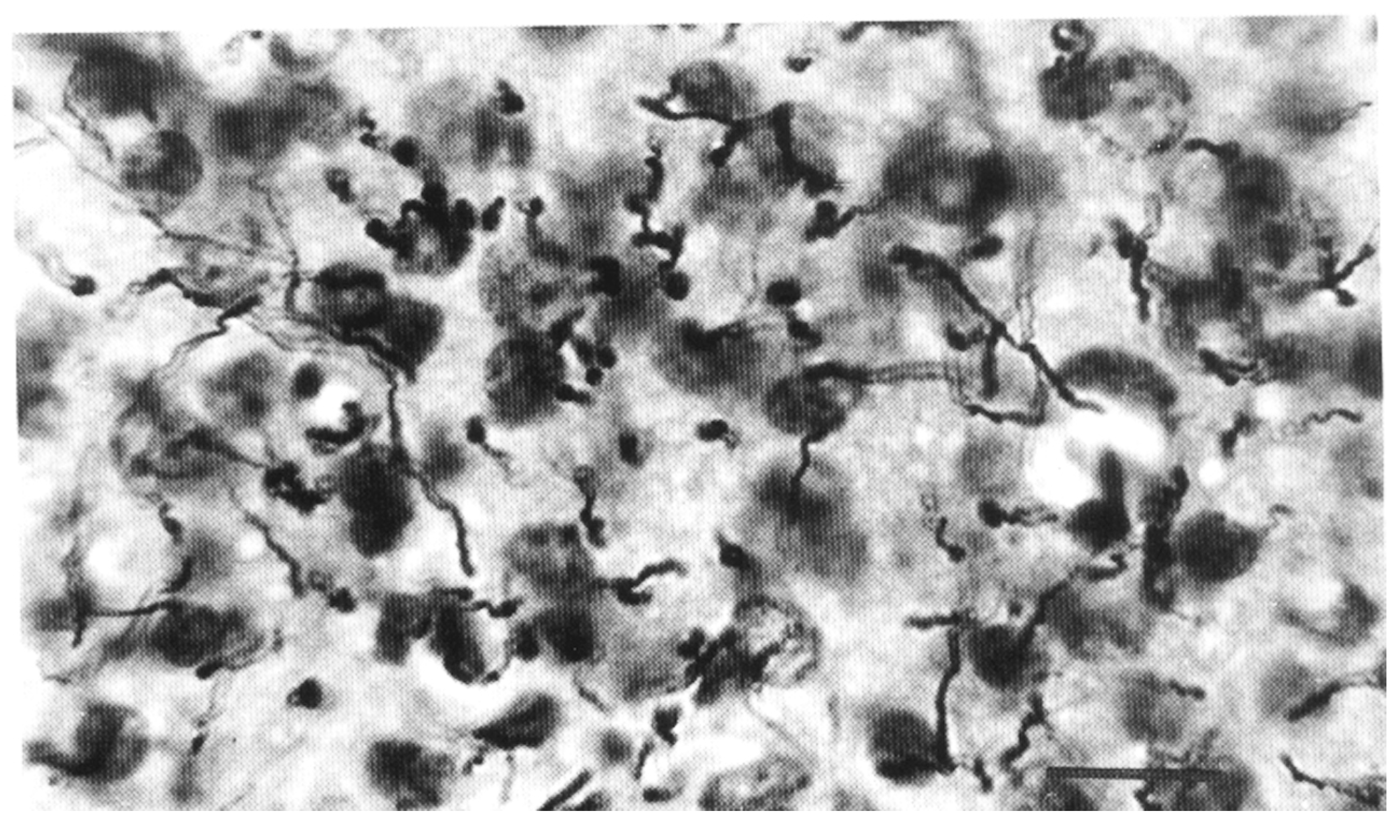 Neuroglia 01 00003 g007