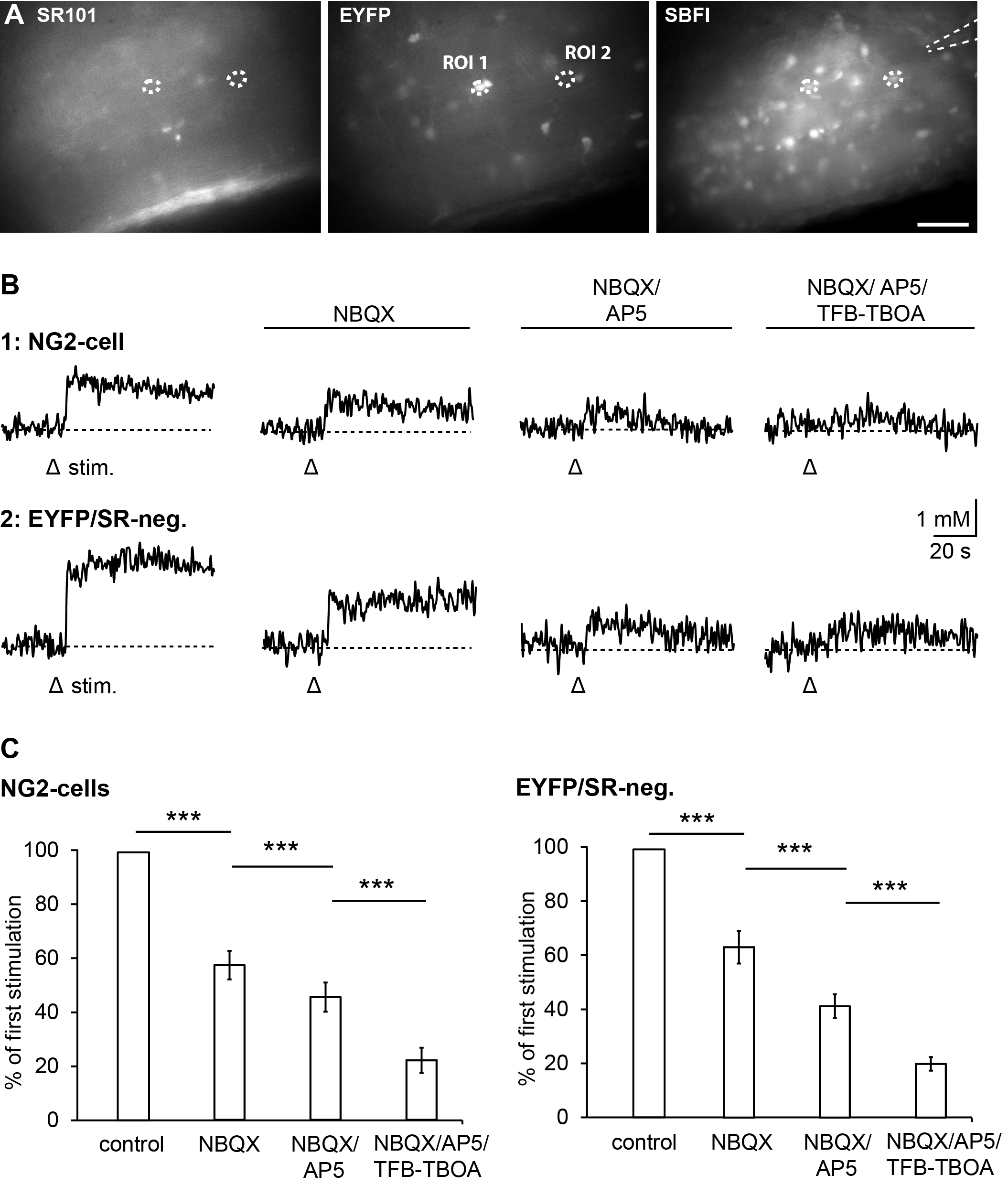Neuroglia 01 00009 g003 Neuroglia 01 00009 g003