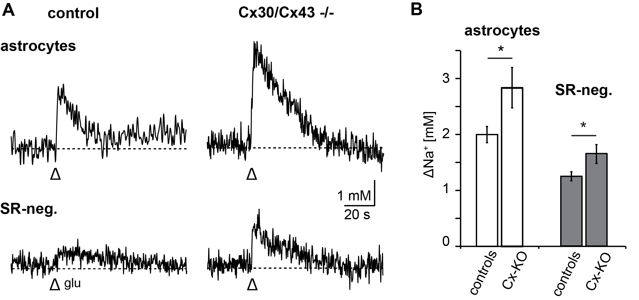 Neuroglia 01 00009 g004 Neuroglia 01 00009 g004