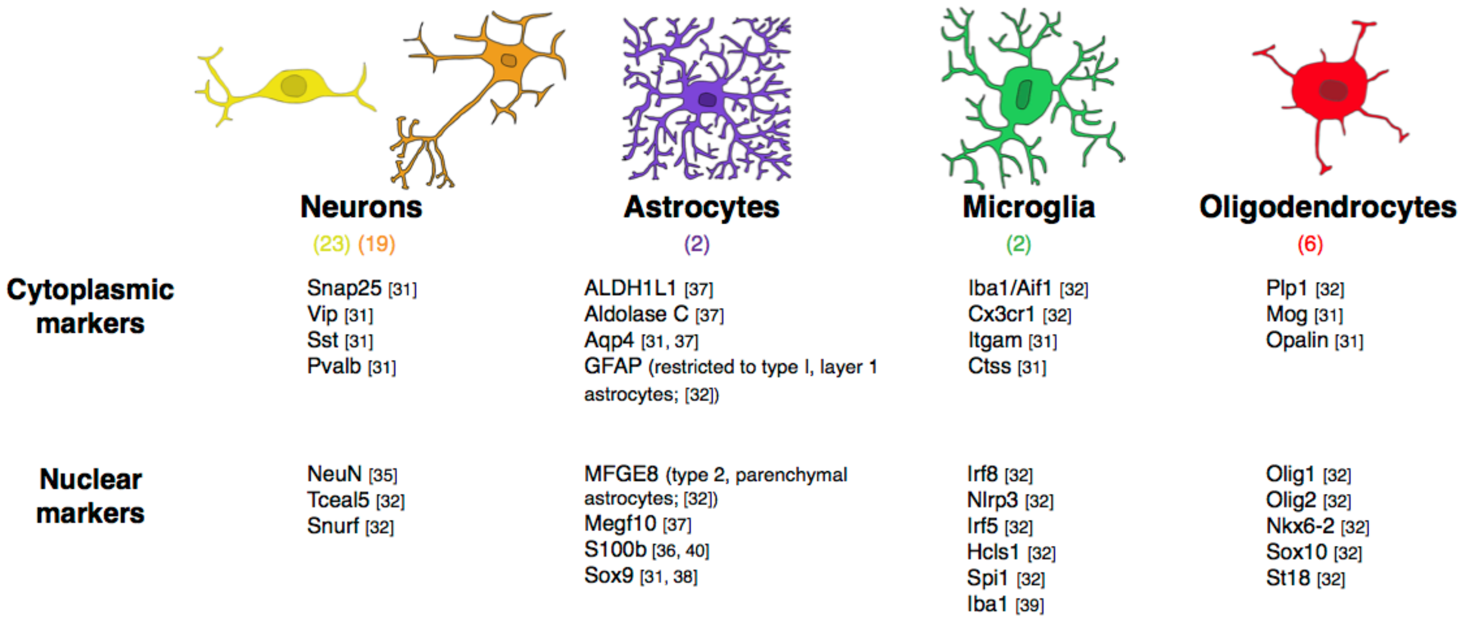 Glial Cells: Types and Functions