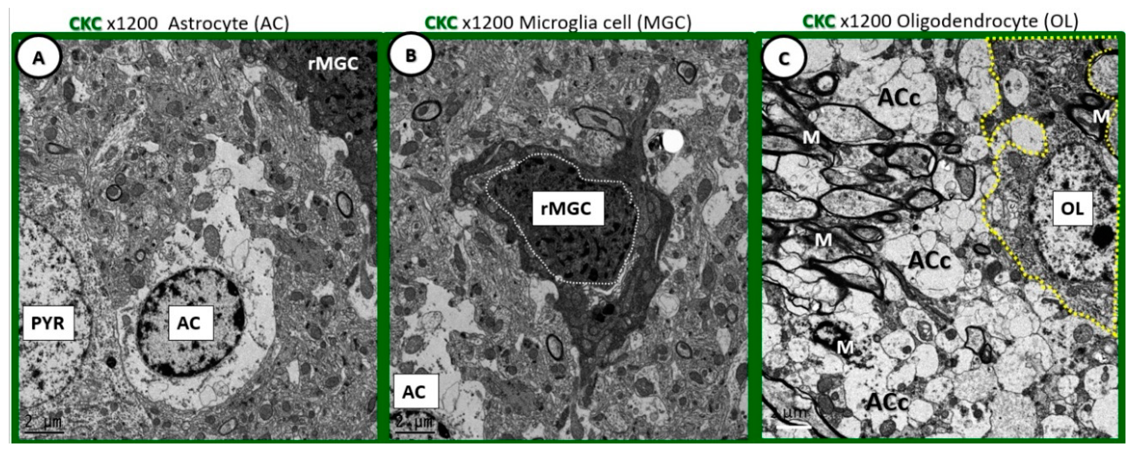 Neuroglia 01 00021 g001