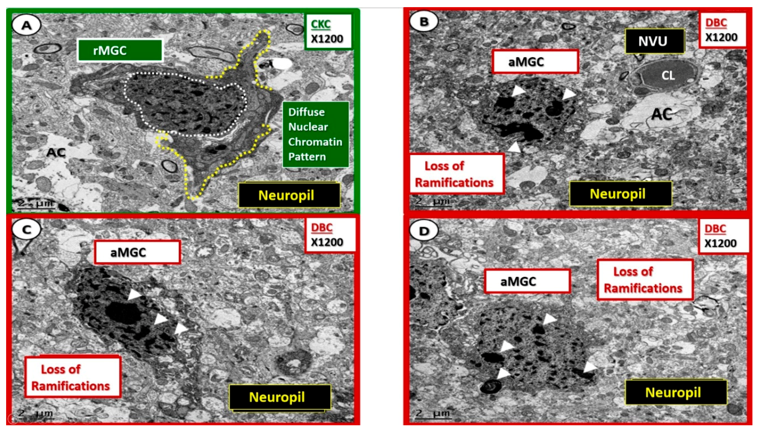Neuroglia 01 00021 g008