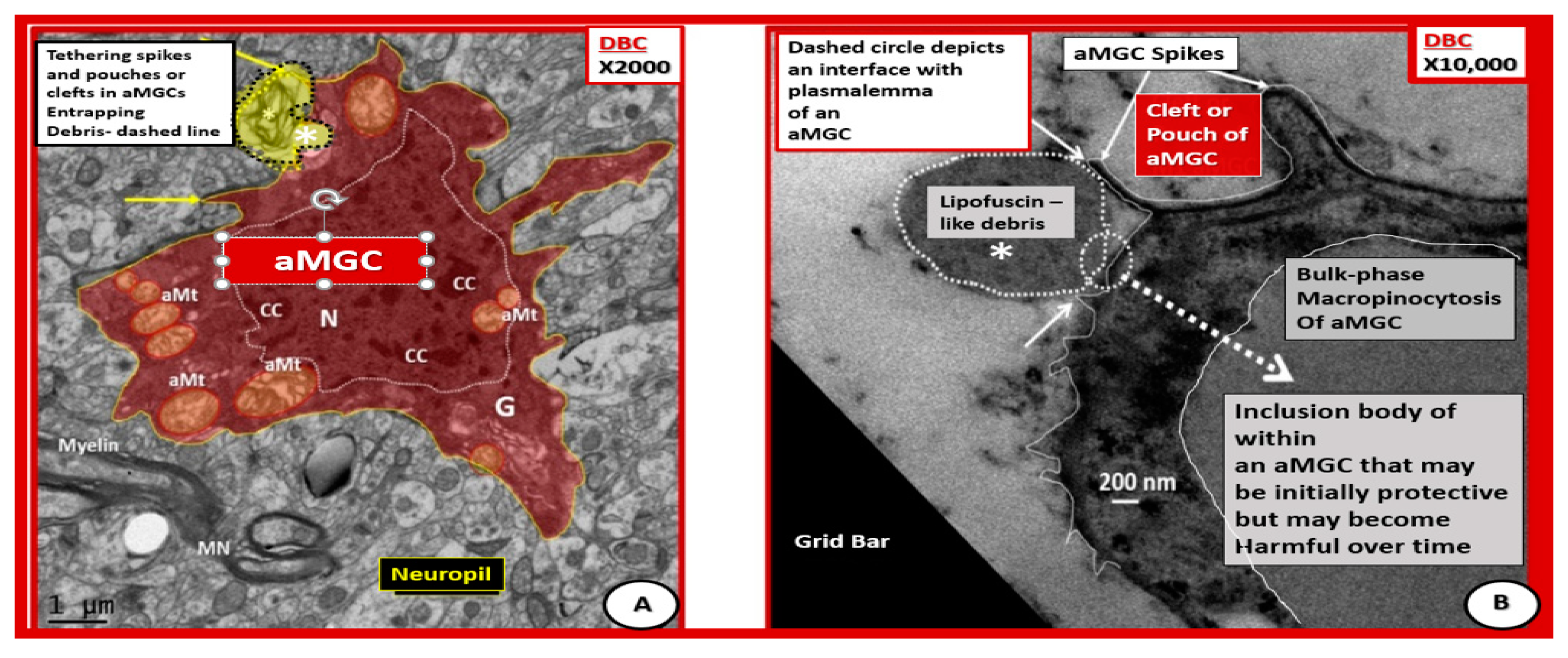 Neuroglia 01 00021 g011