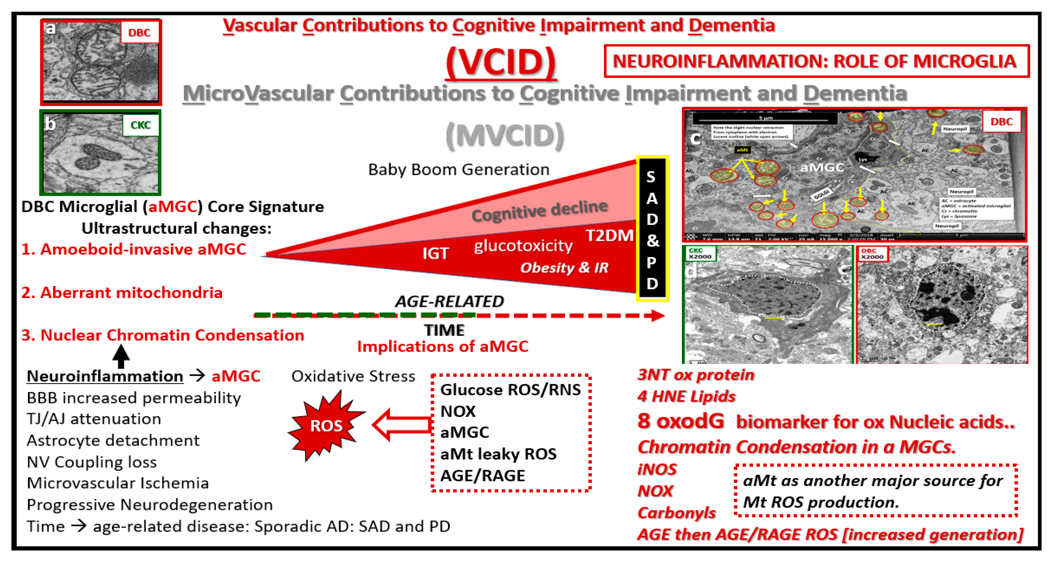 Neuroglia 01 00021 g016