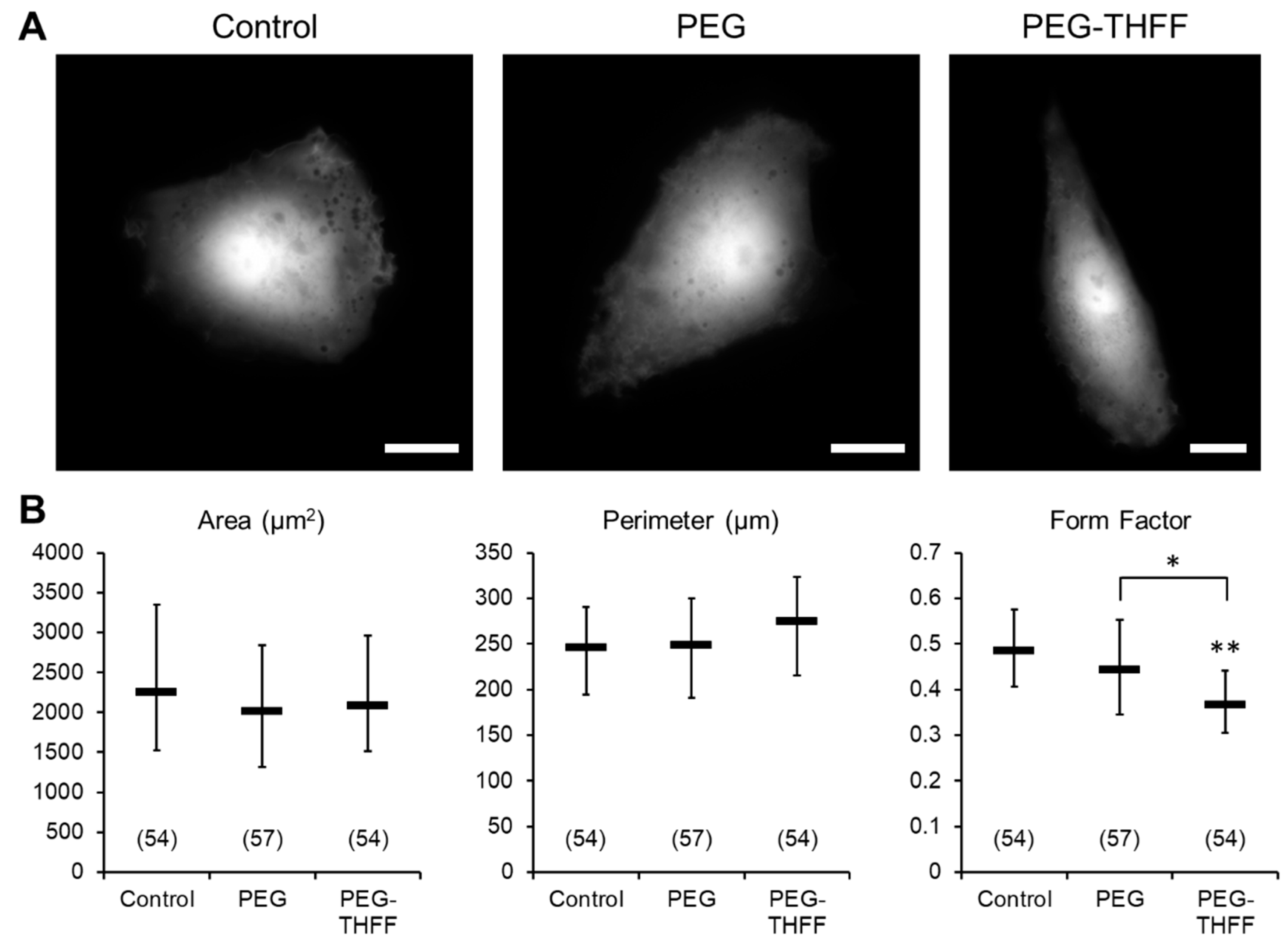 Neuroglia 01 00022 g002 Neuroglia 01 00022 g002