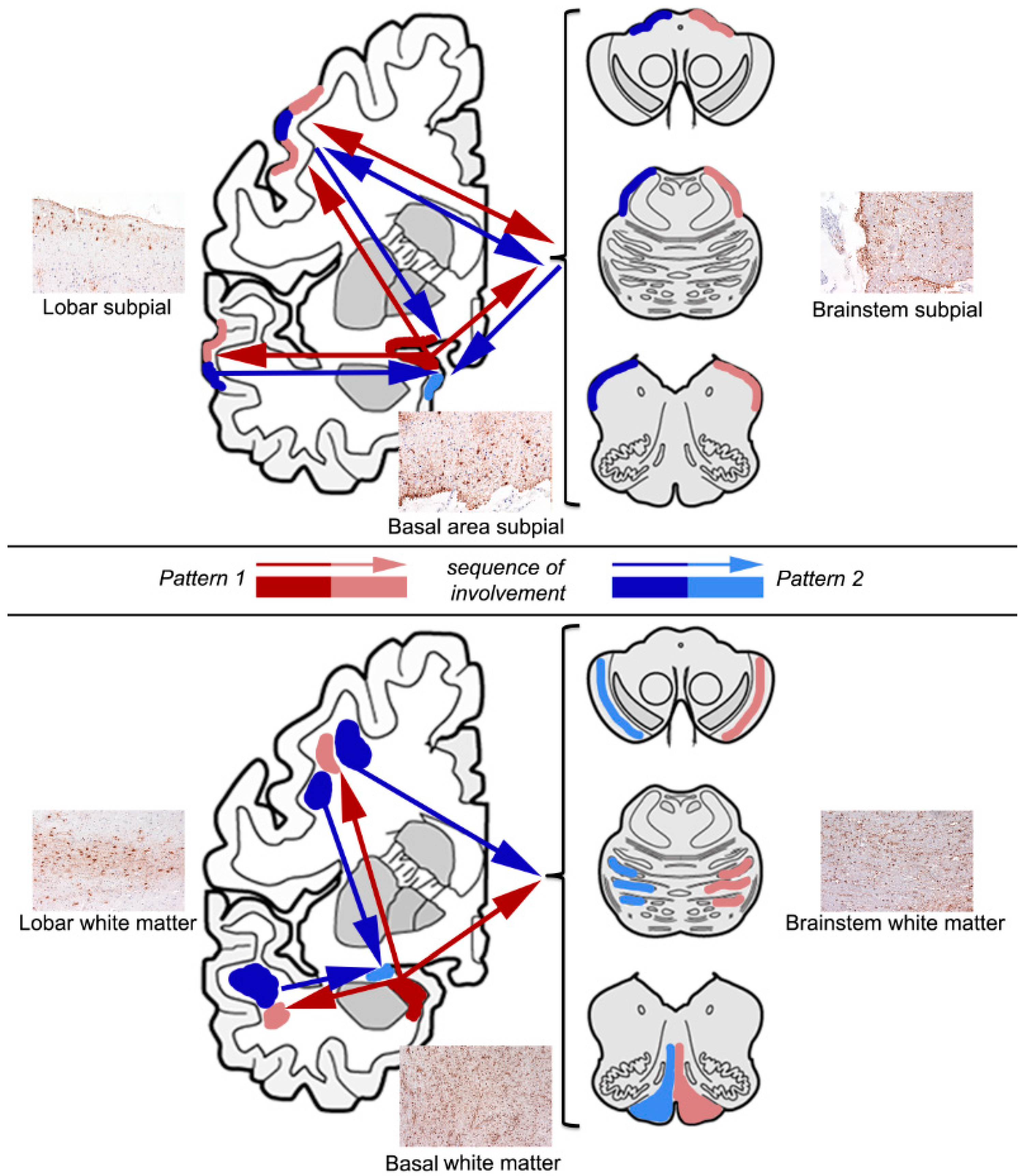 Neuroglia 01 00023 g001