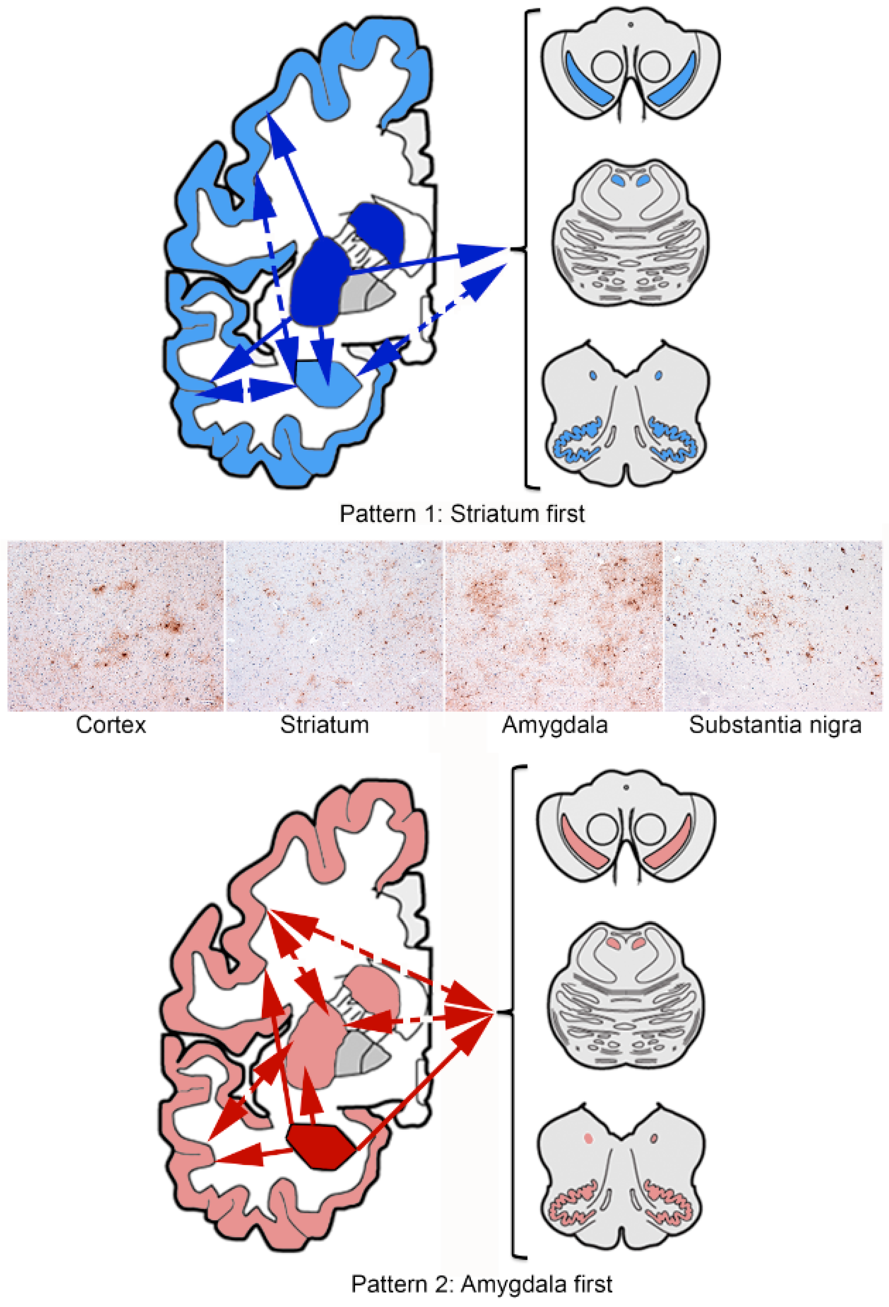Neuroglia 01 00023 g002